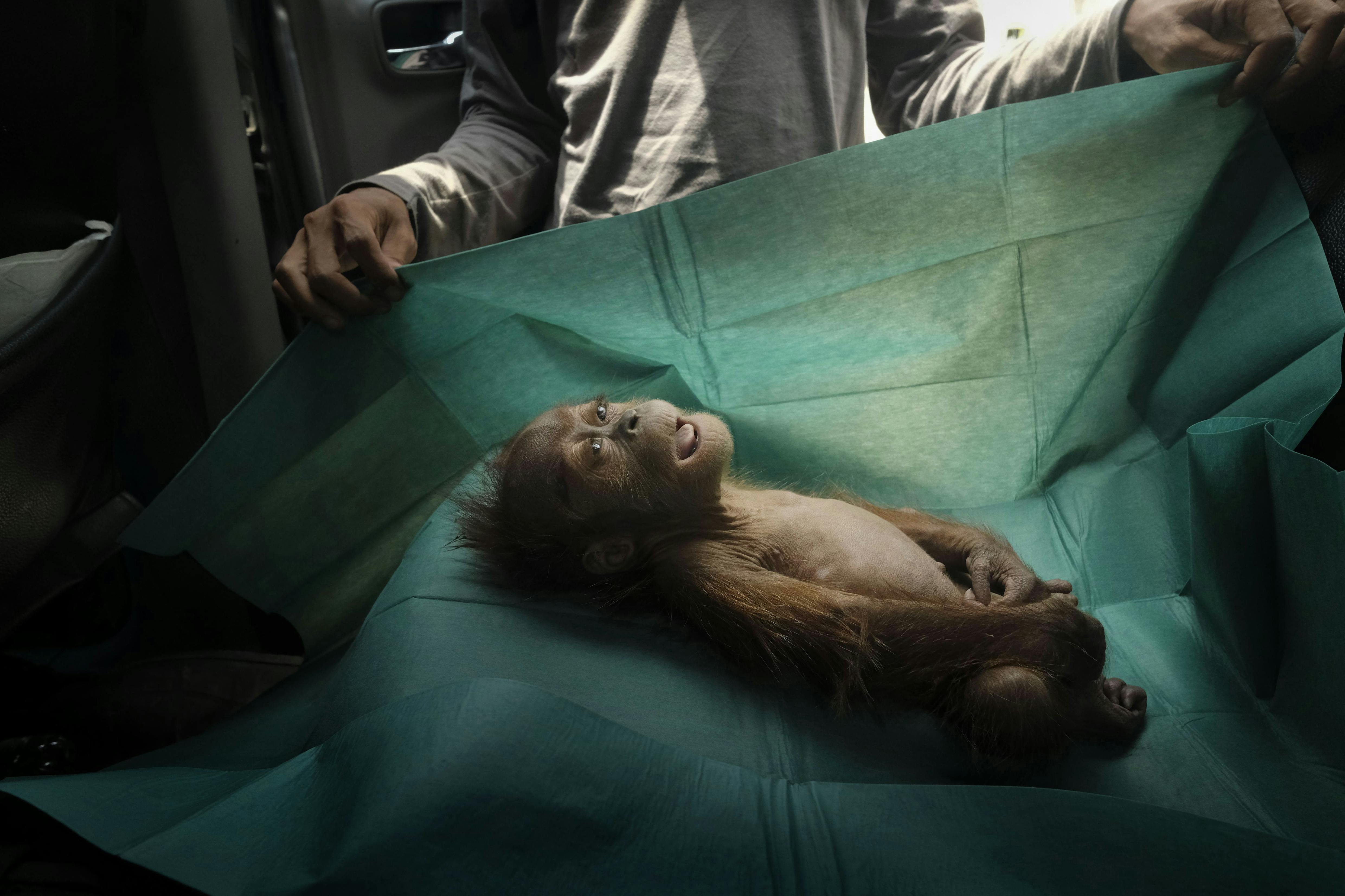 Billede af død orangutangunge i Sumatra i Indonesien