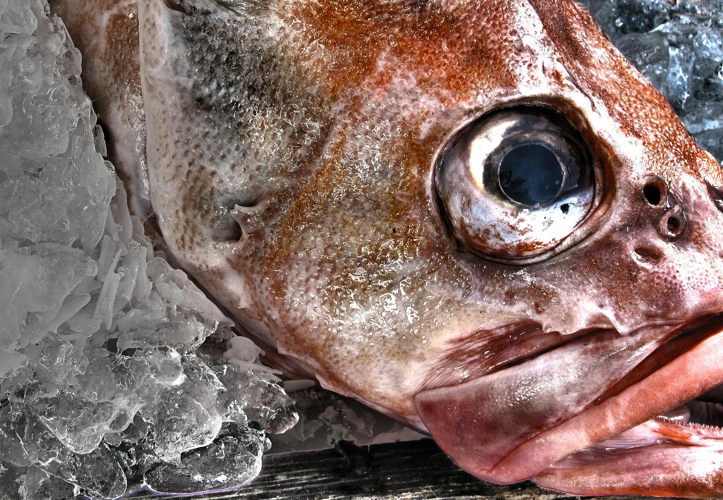 tett på en fisk som ligger på is