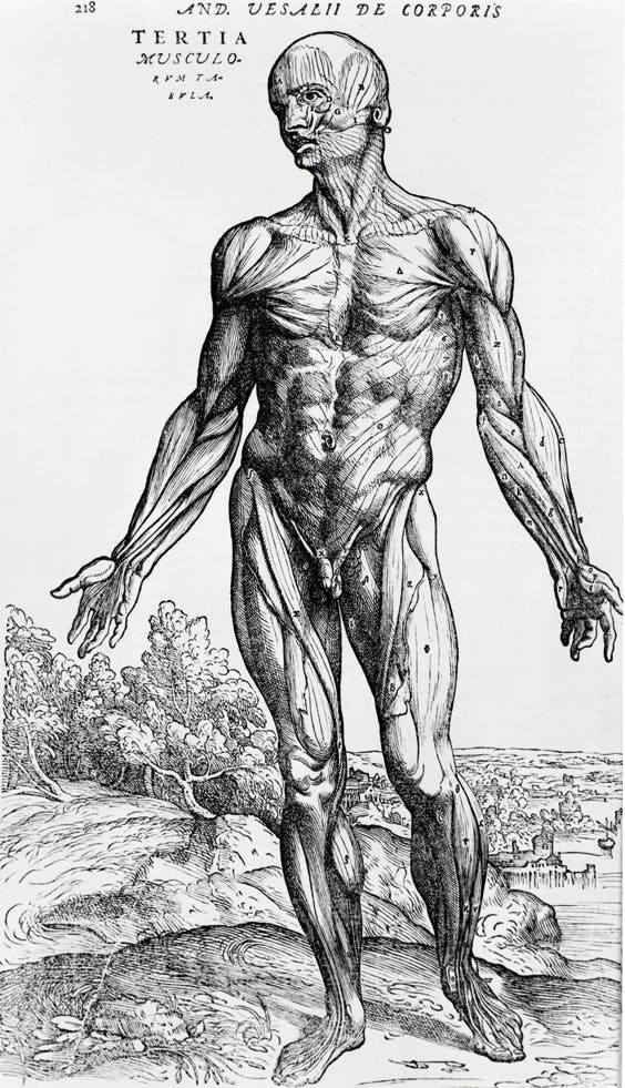 Vesalius' bog fra 1543 er fyldt med detaljerede tegninger af menneskekroppen.