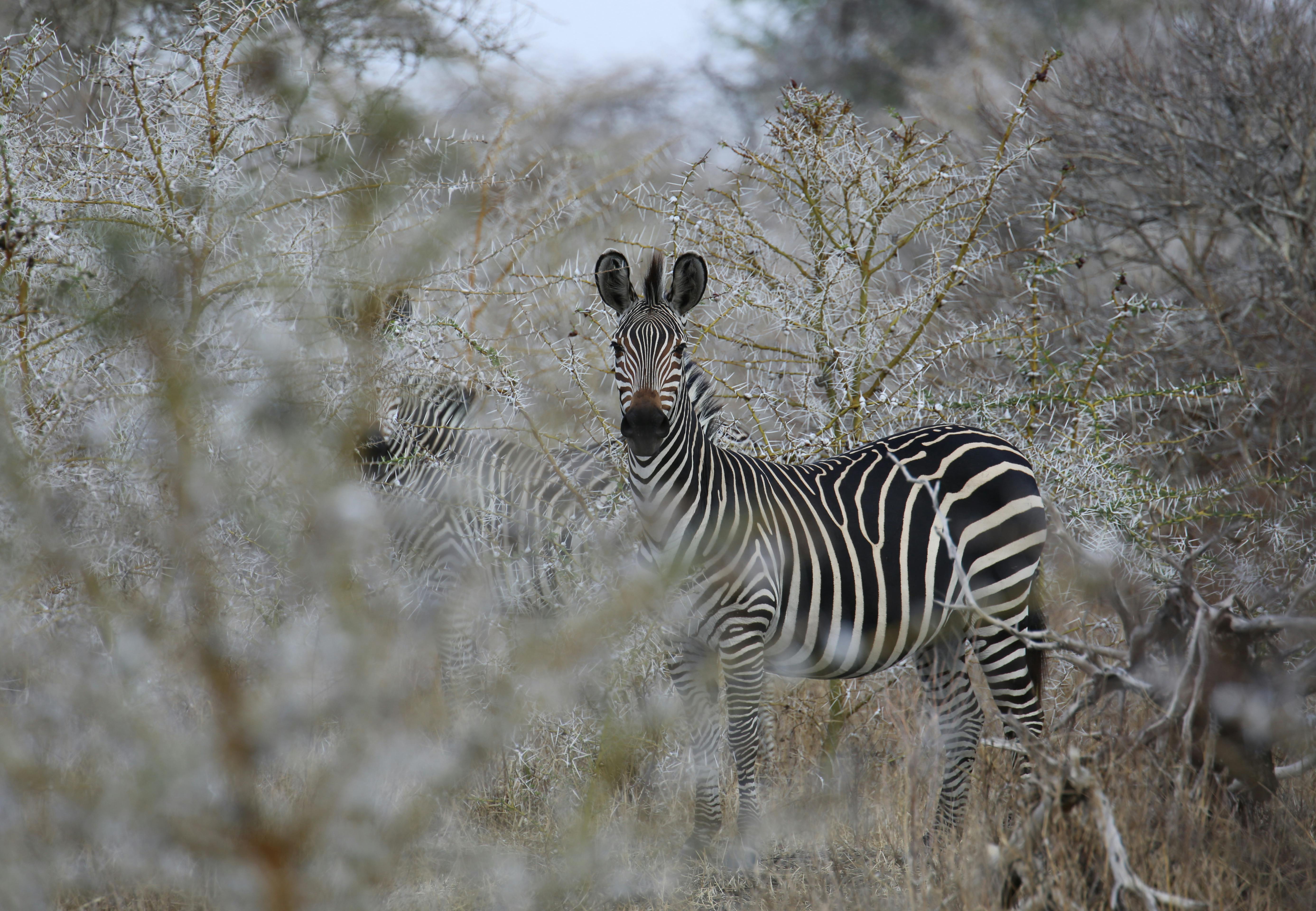 zebra på savanne