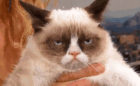 Sur kat