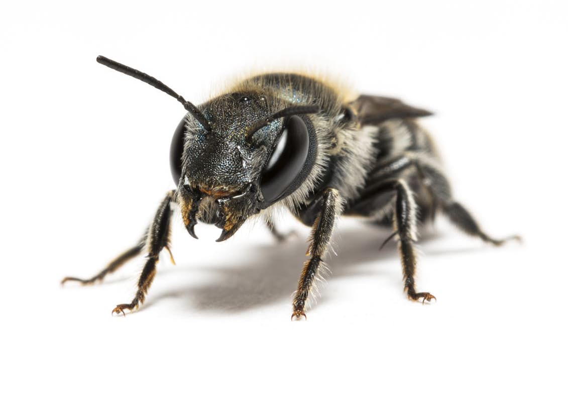 Fotograf går helt tæt på bier |