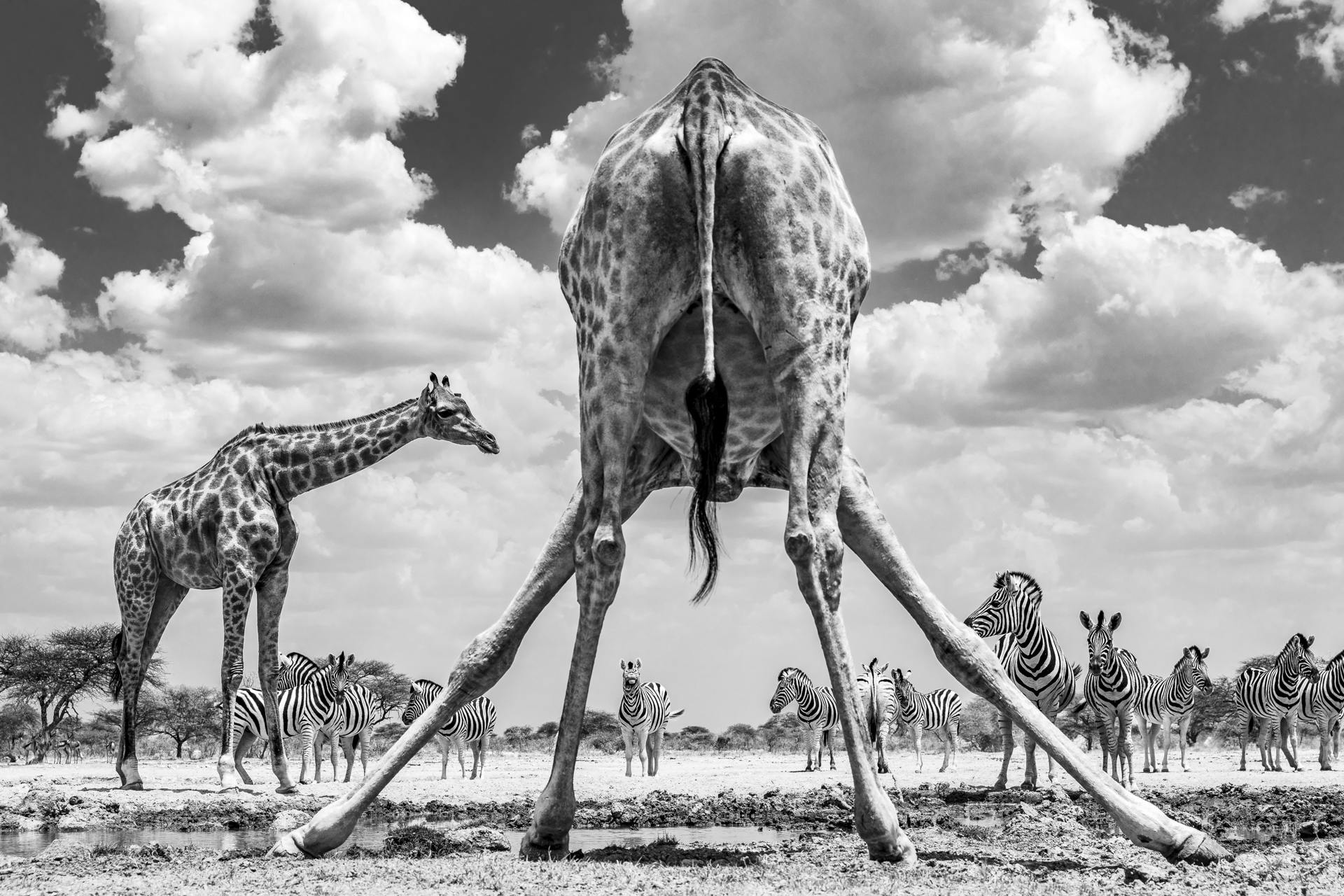 Marcus Westberg Sony World Photography Awards