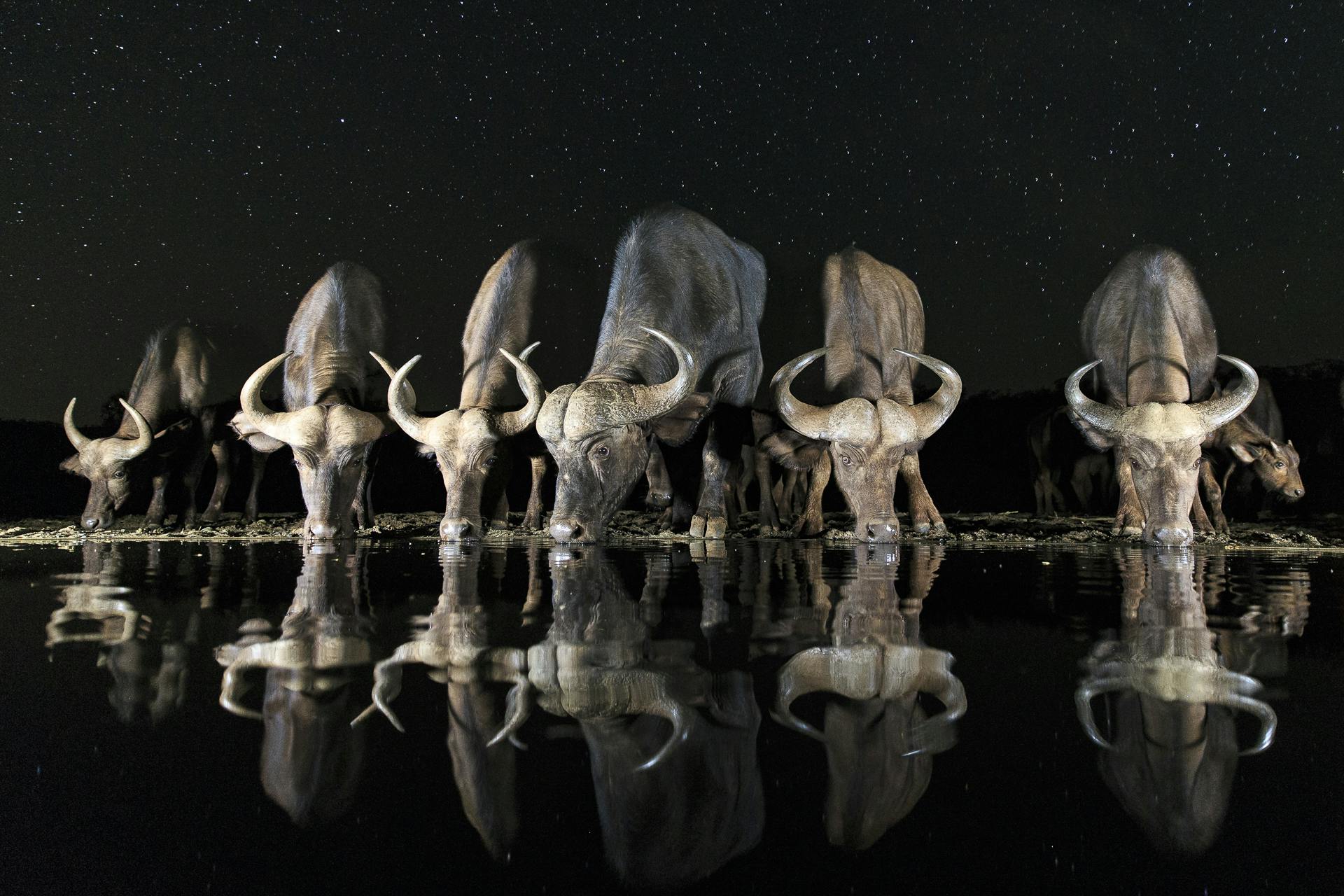 Andreas Hemb - finalist i kategorin Open Wildlife Photography Andreas Hemb - finalist i kategorin Open Wildlife Photography