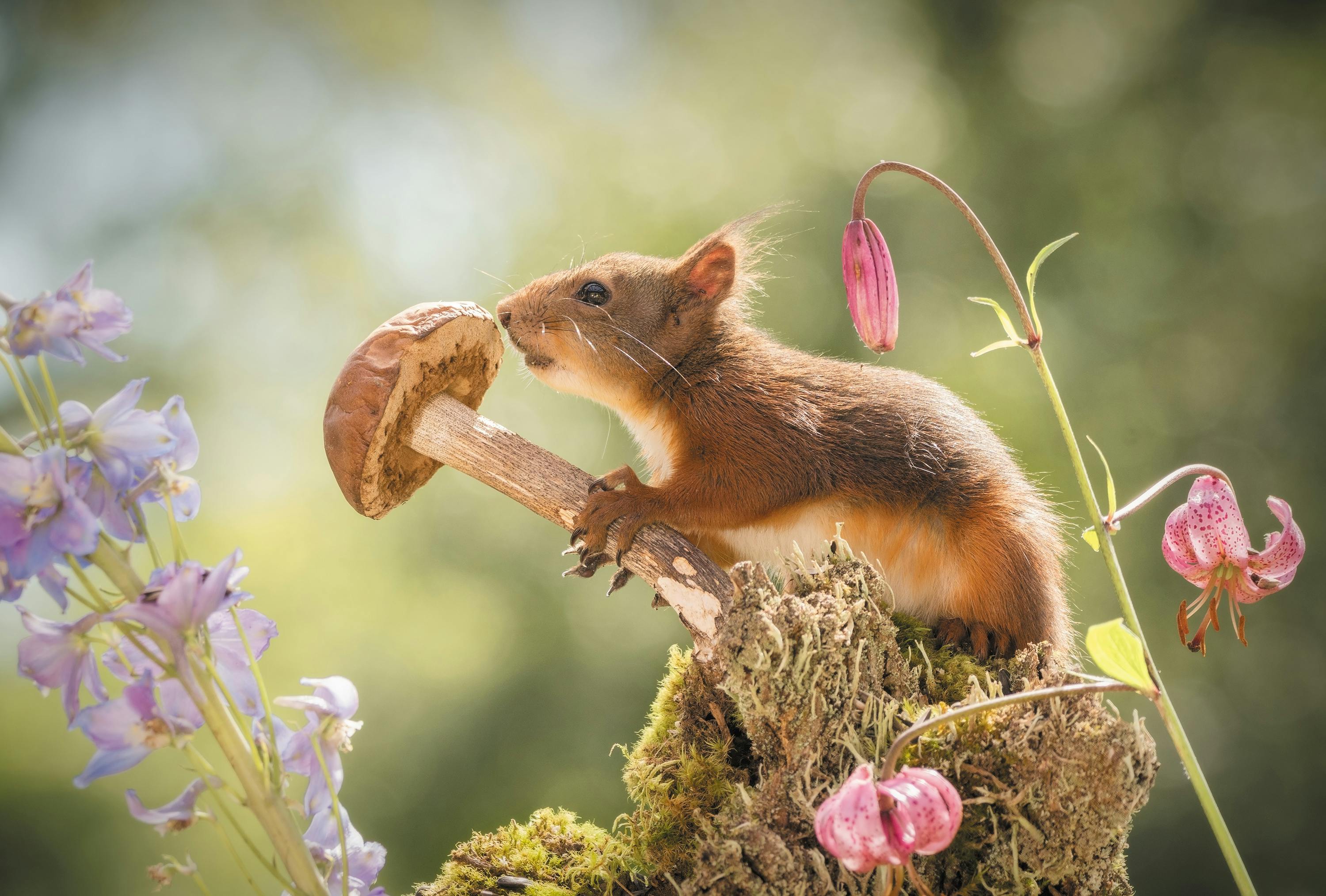 Geert Weggen, omnämnande i klassen Open Wildlife Photography Geert Weggen, omnämnande i klassen Open Wildlife Photography