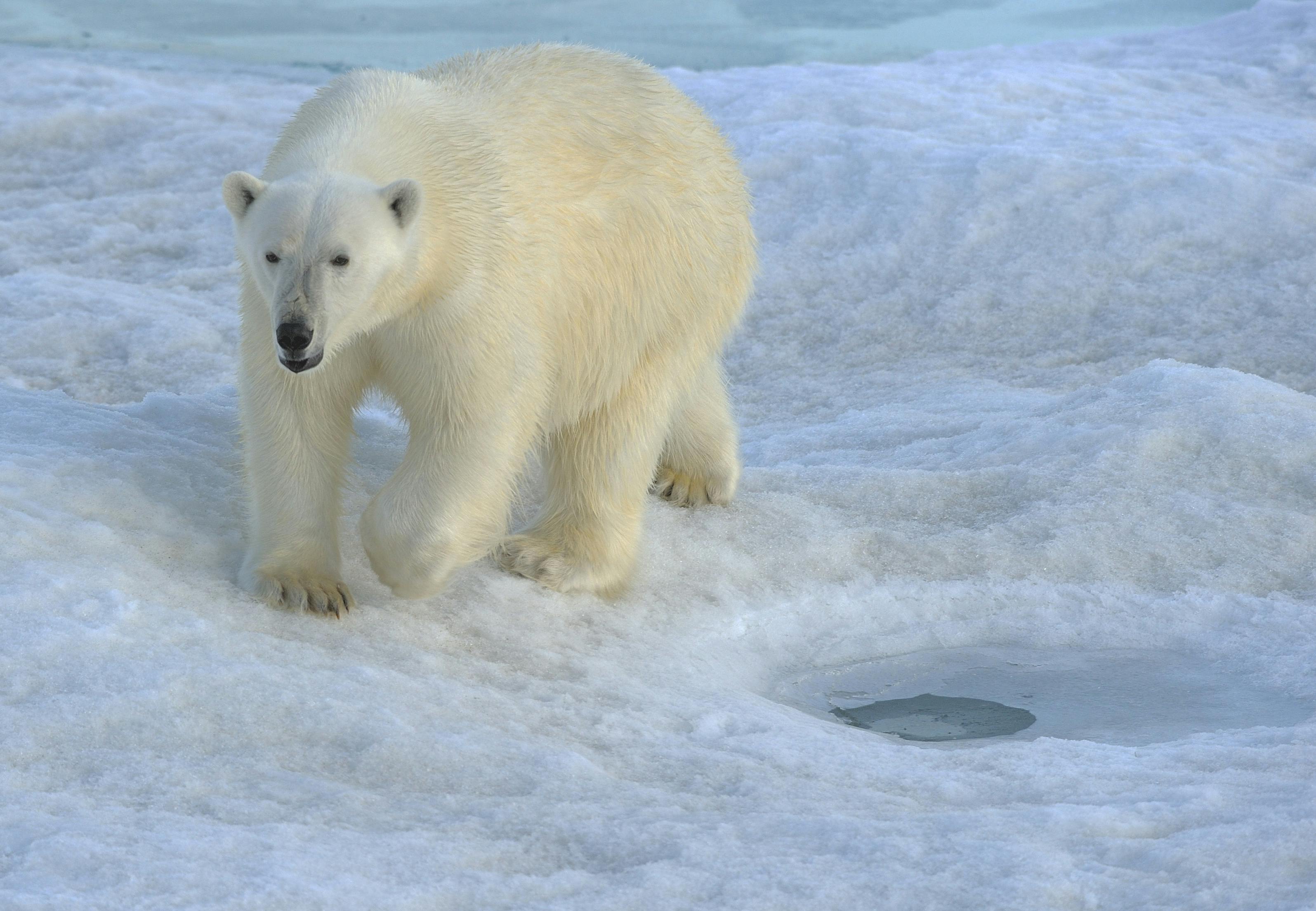 Fotogen kæmpe Isbjørn på Svalbard