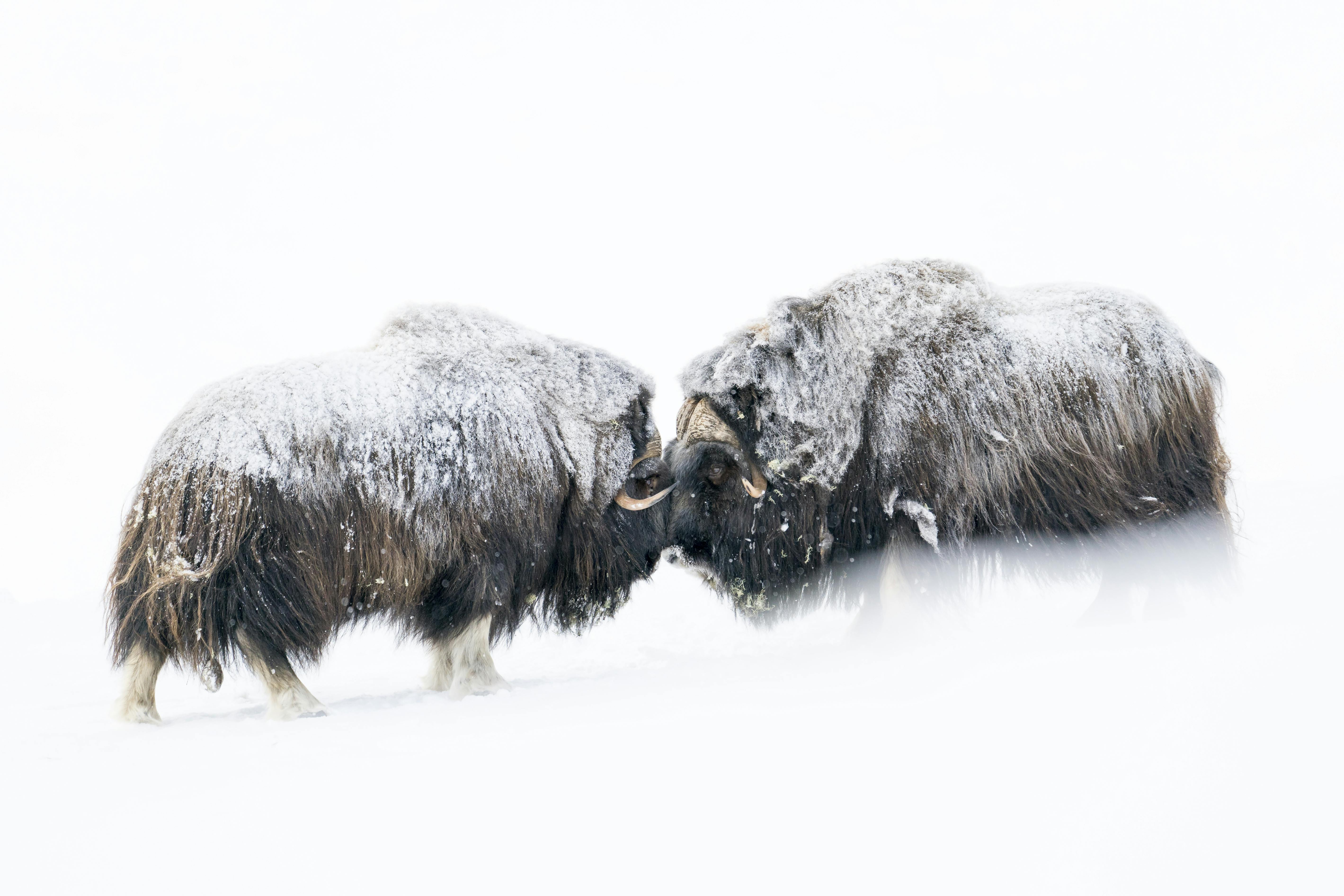 Myskoxar i snöstorm