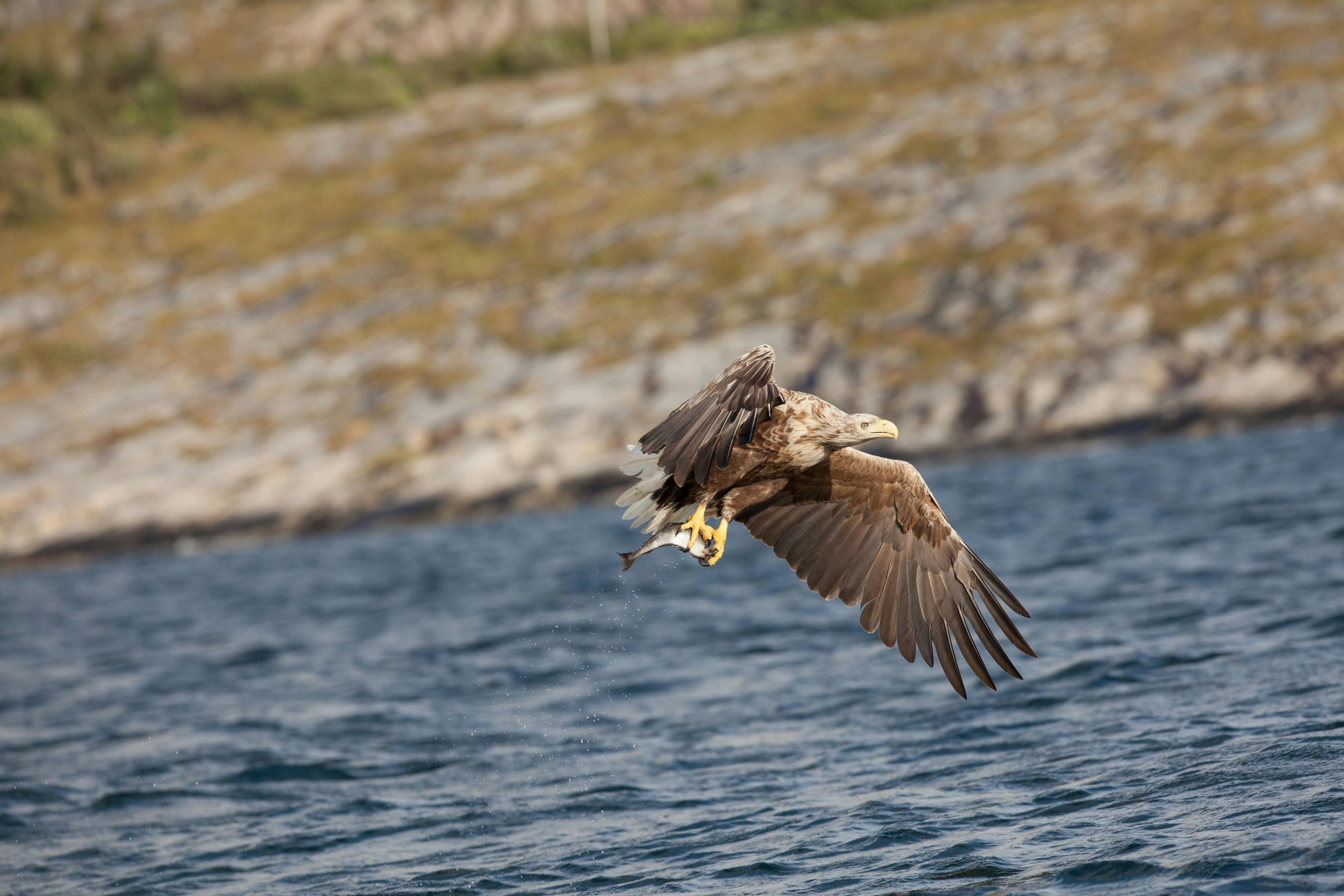 Havsörn i flykt