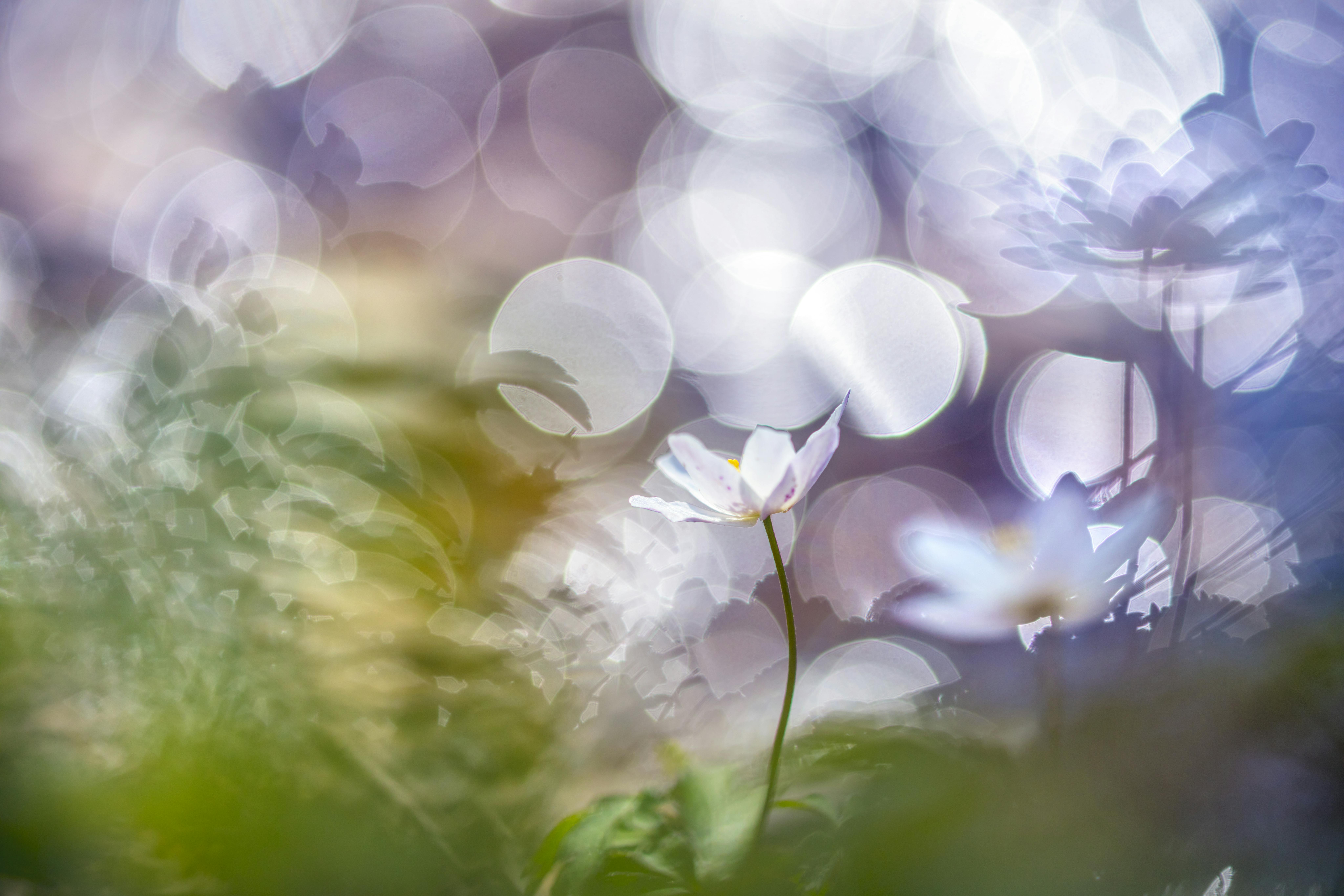 Makrofotografi av vitsippor med bokeh