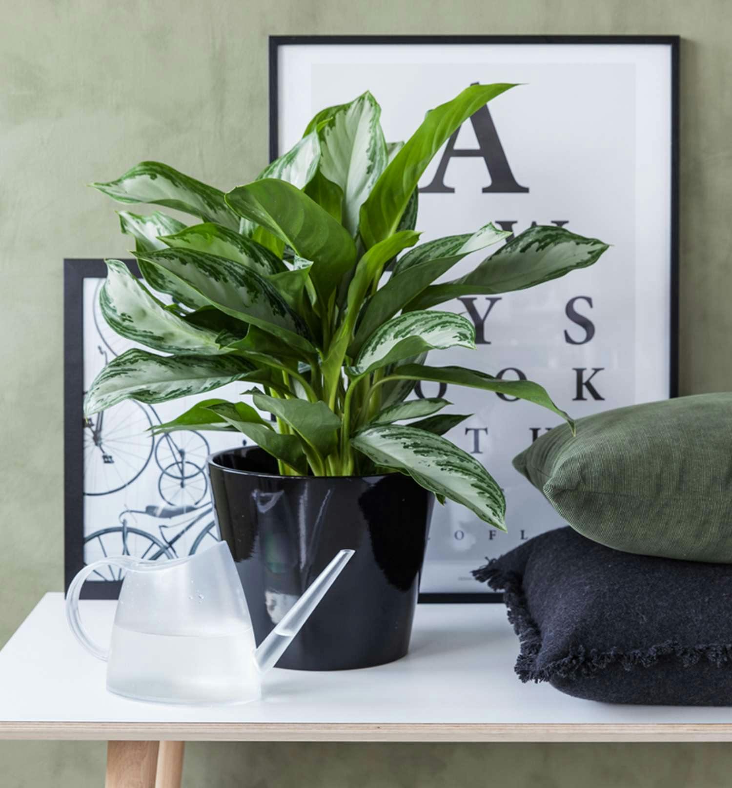 Aglaonema