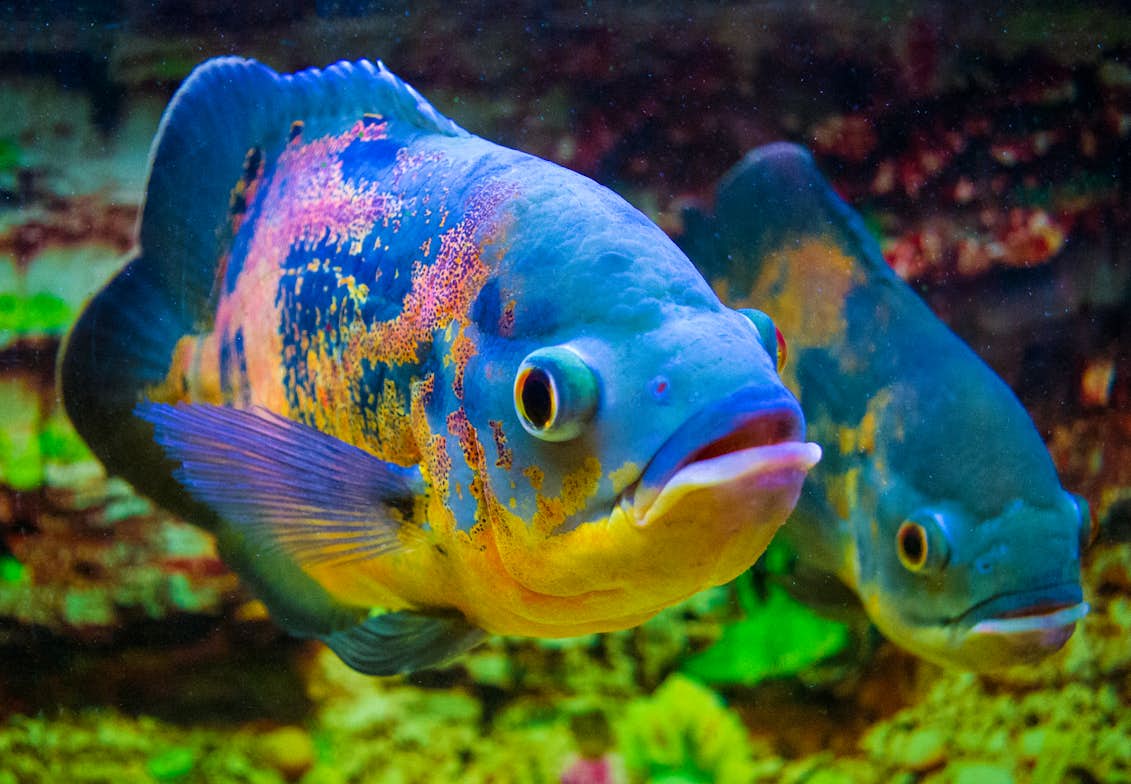 foton av fiskar i akvariet | Digitalfotoforalla.se