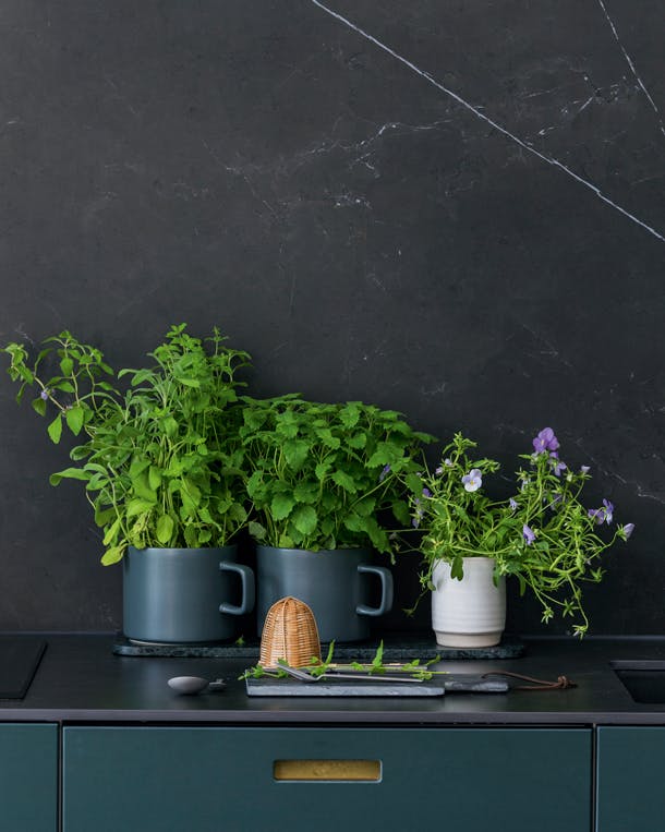 verse kruiden vormen een vast ingrediënt van de maaltijden van het gezin, en ze staan mooi in de groene keuken. verse kruiden op aanrecht van groene linoleum keuken