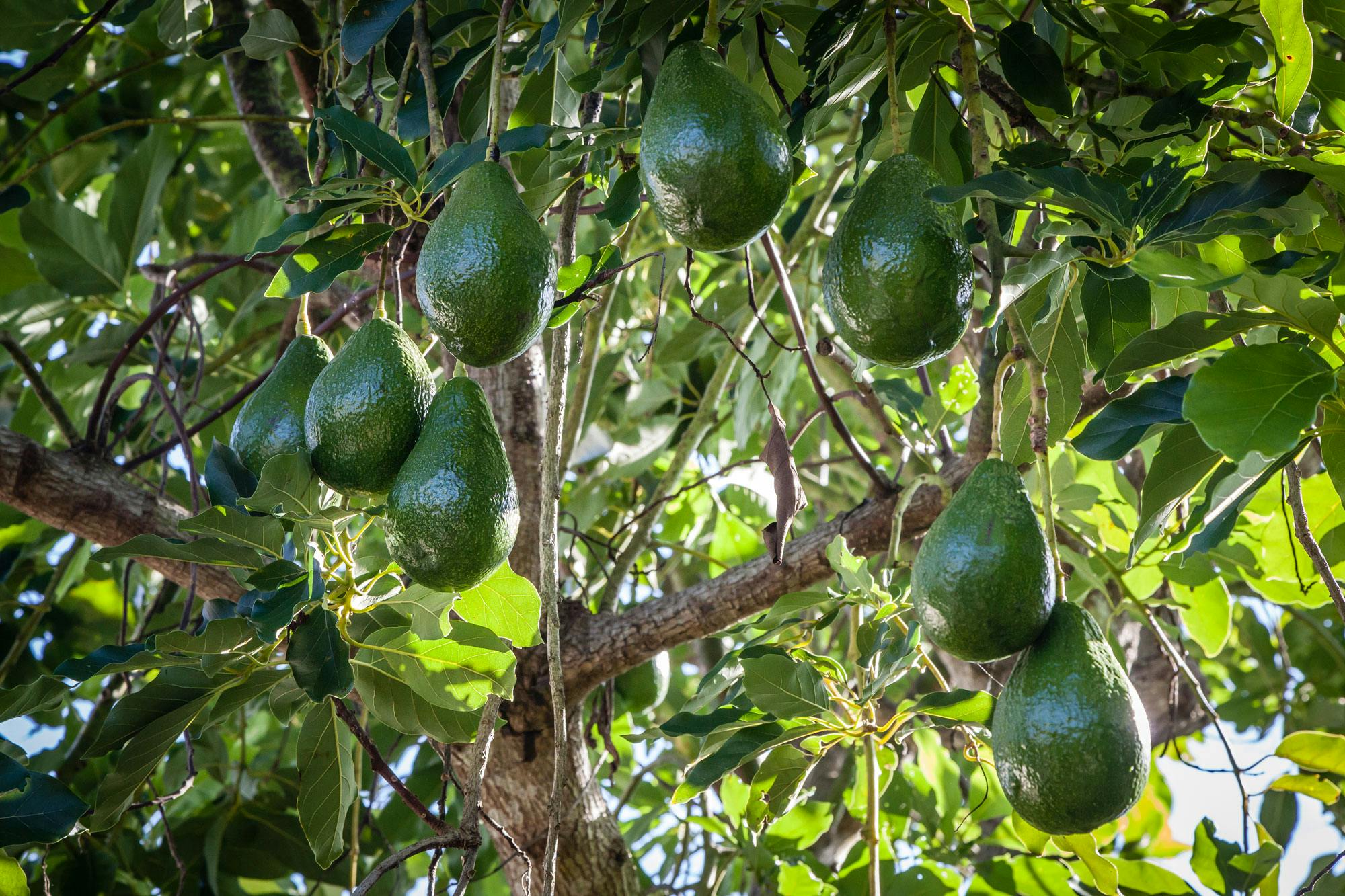 Avokadotre Avokado er frukten på avokado-treet.