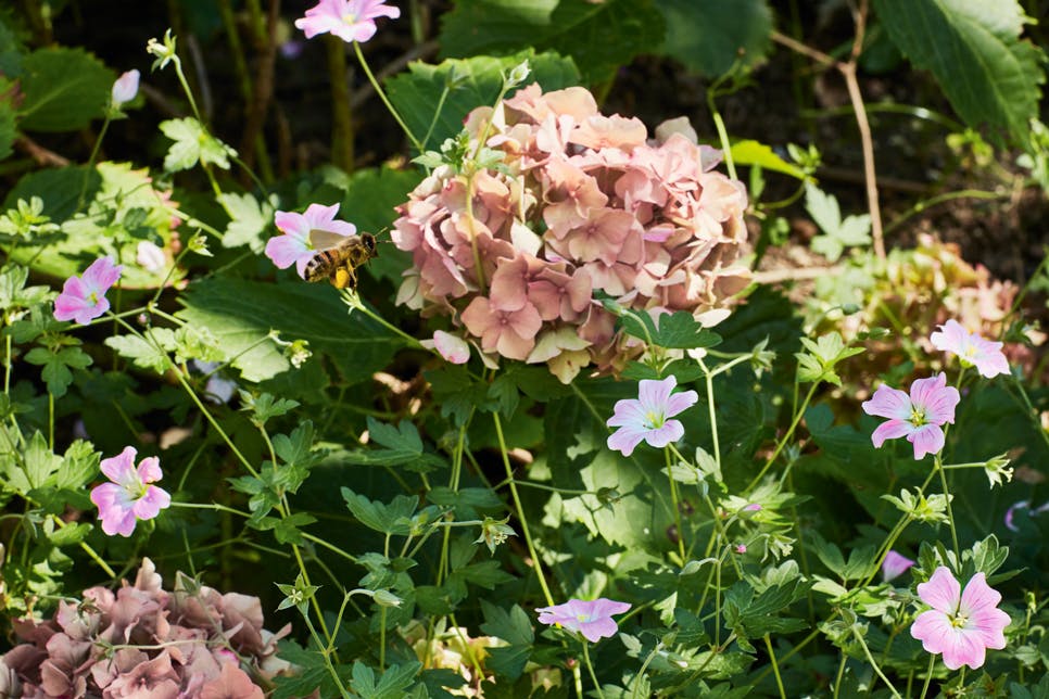 Hortensia's en geraniums voorzien de bijen tot ver in september van voedsel. roze hortensia met bij