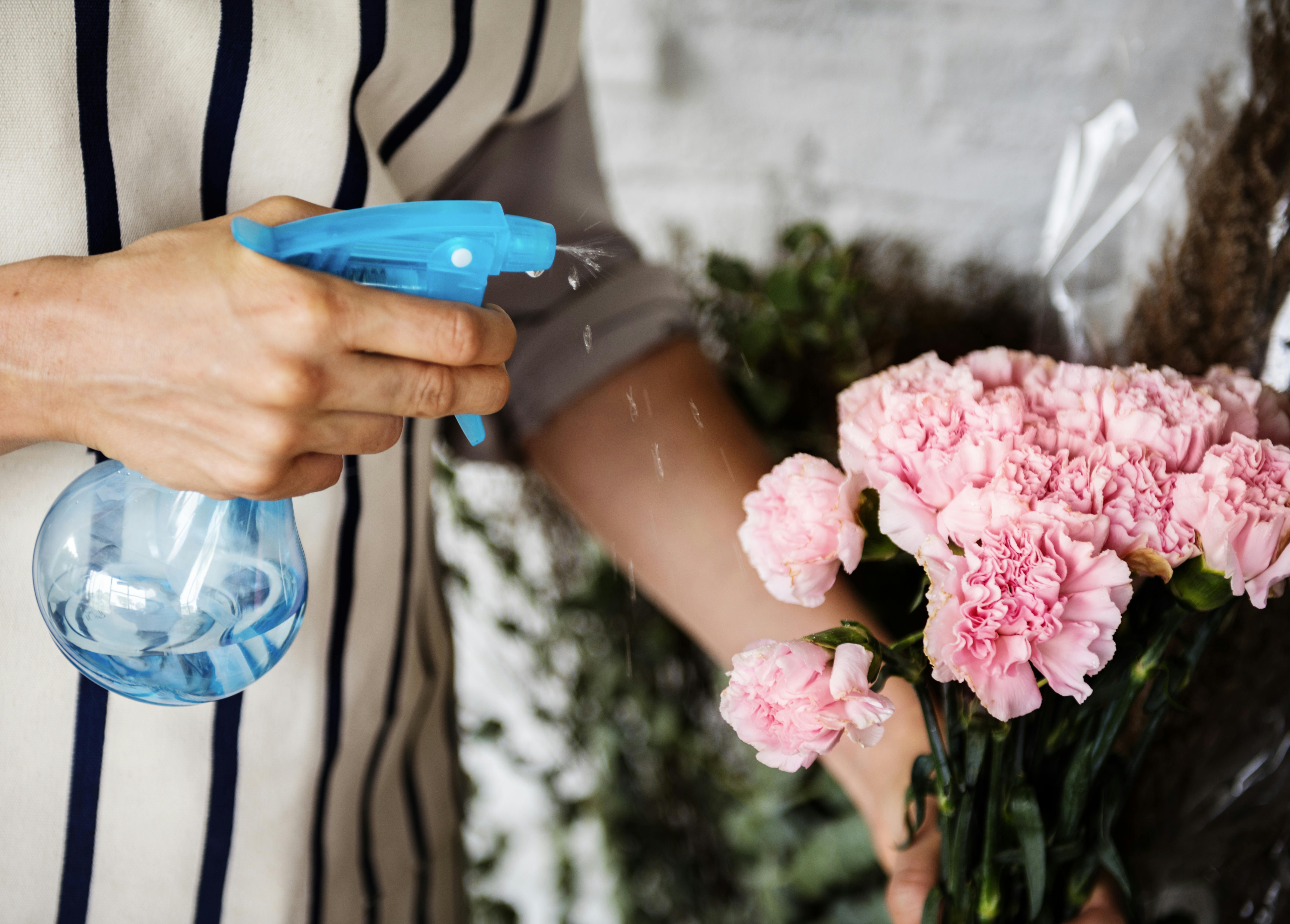 Husker du at befri dine planter for støv? Gør det eventuelt med en forstøver eller en våd klud. Kvinde vander sine blomster med en forstøver