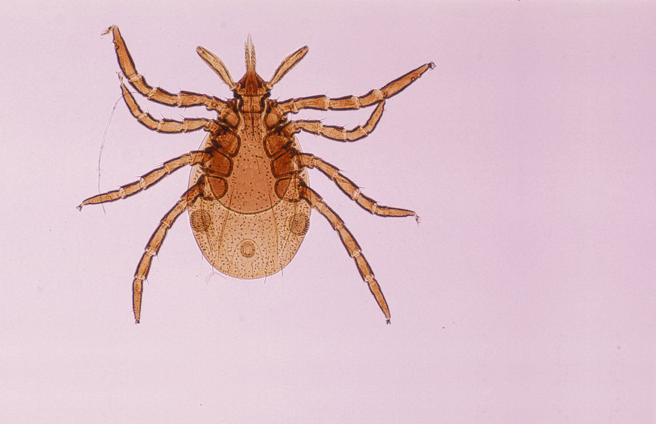 Å leve med kronisk borreliose