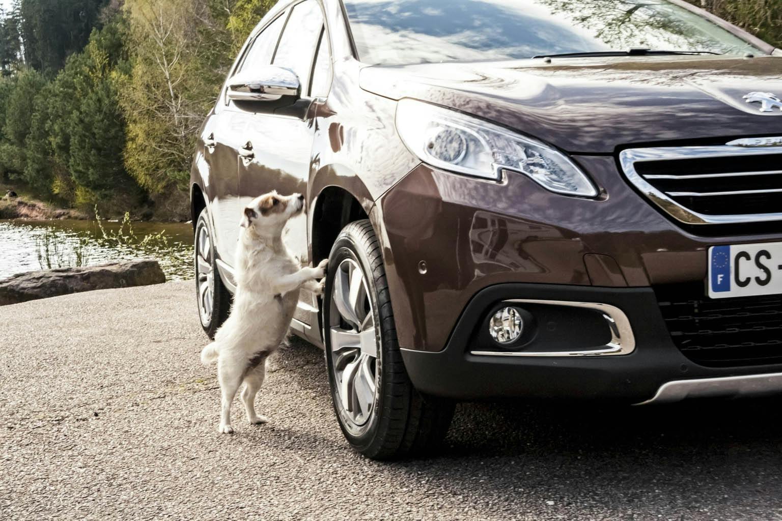 Peugeot 2008 forfra og hund