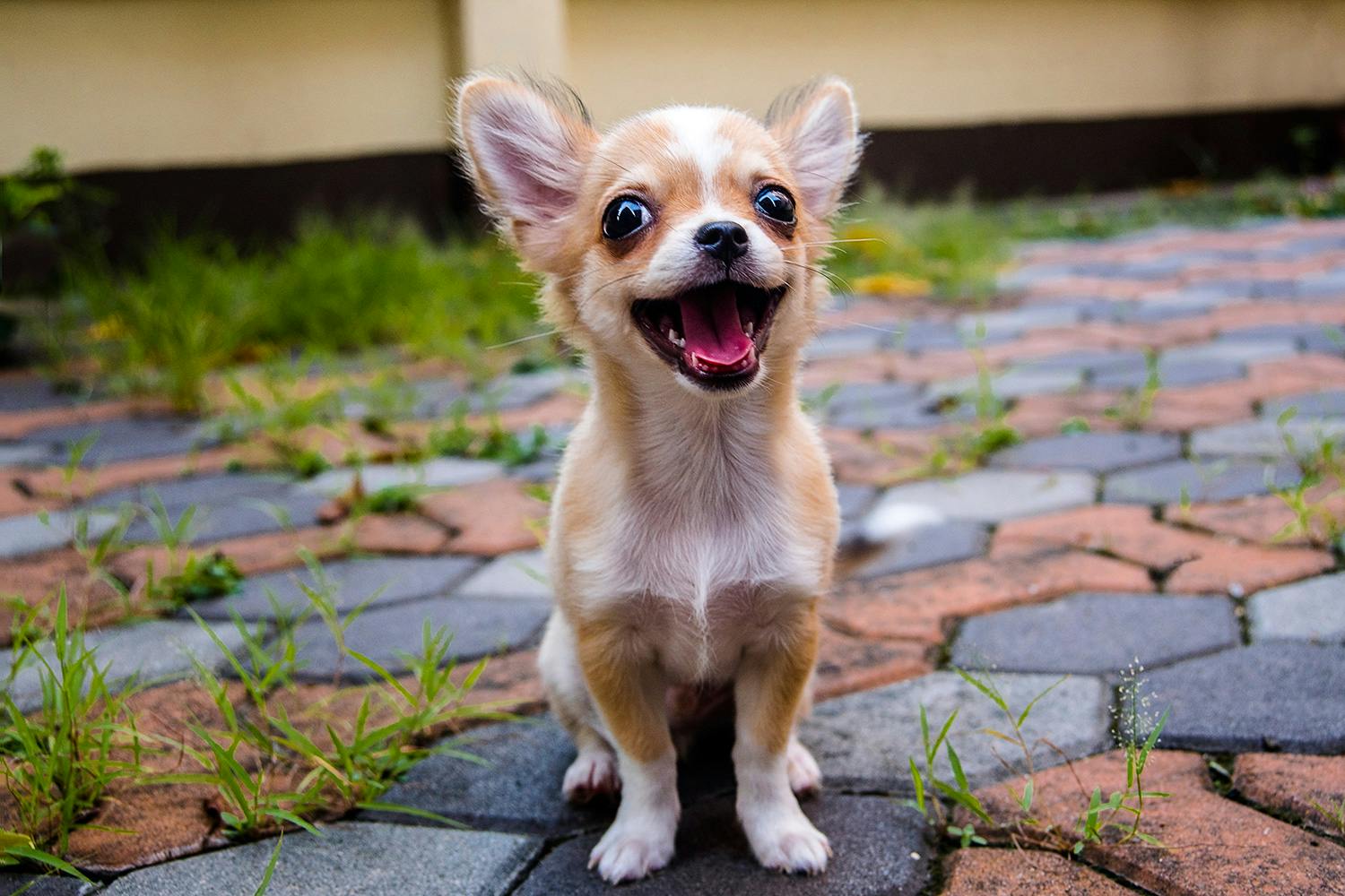 Chihuahua