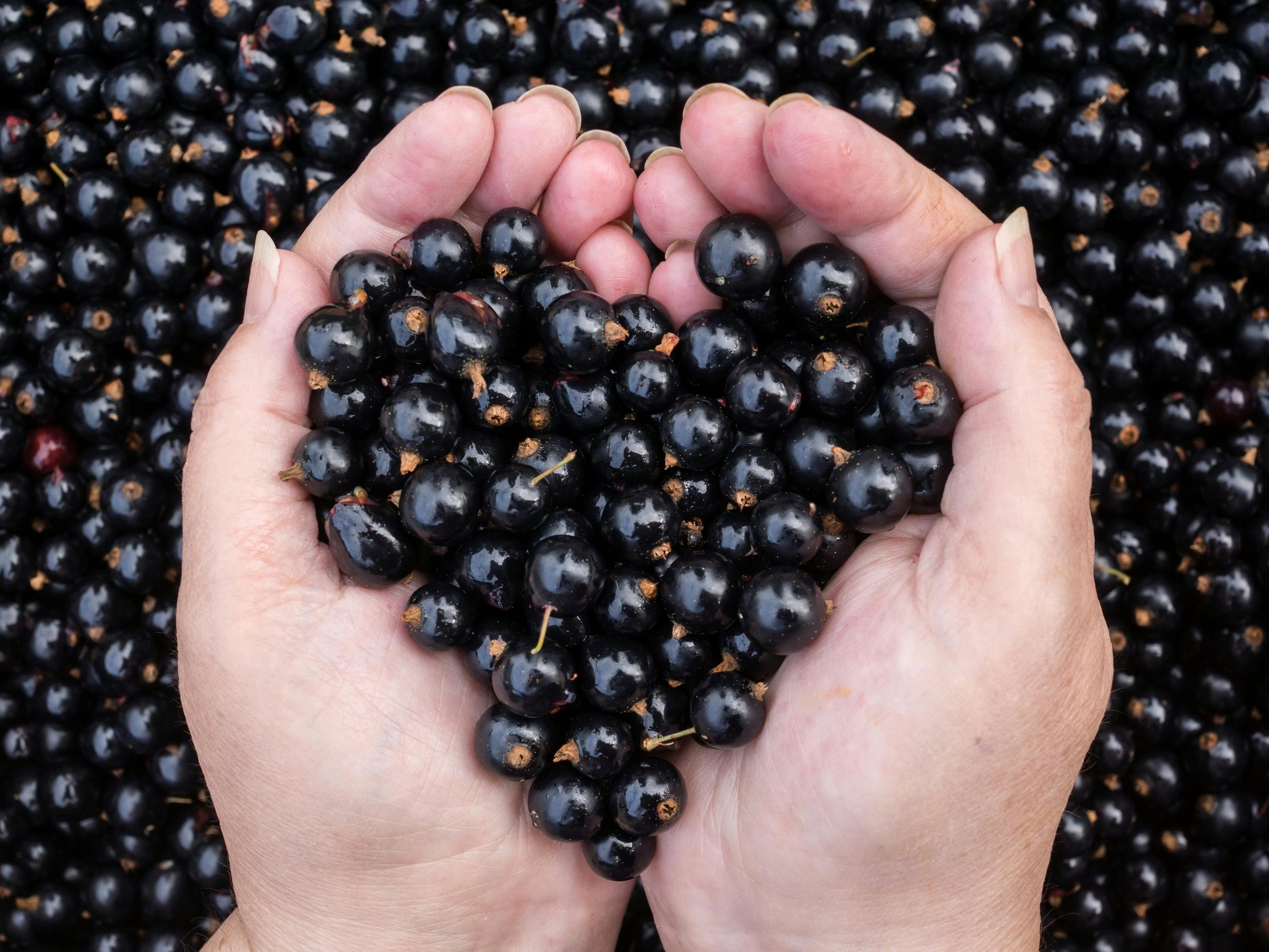 sund mad superfood gurkemeje sunde grunde til at spise gult sund mad superfood gurkemeje sunde grunde til at spise gult