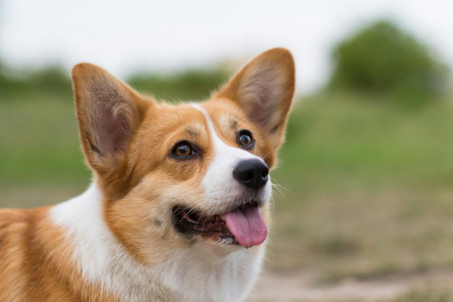 Welsh corgi pembroke