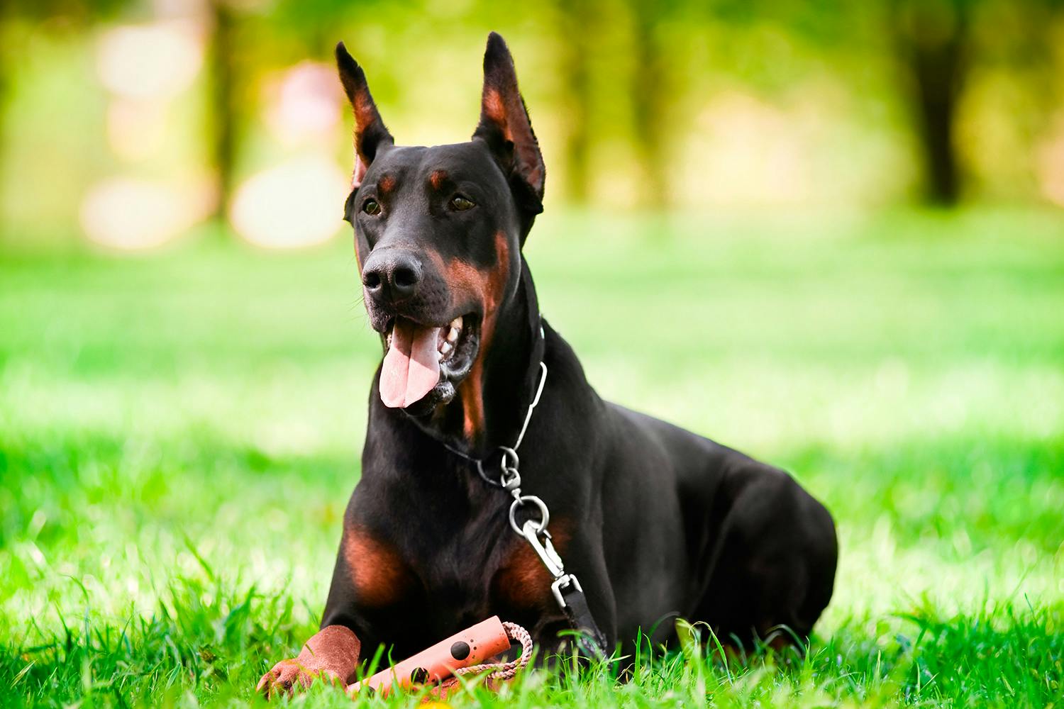 Dobermanni