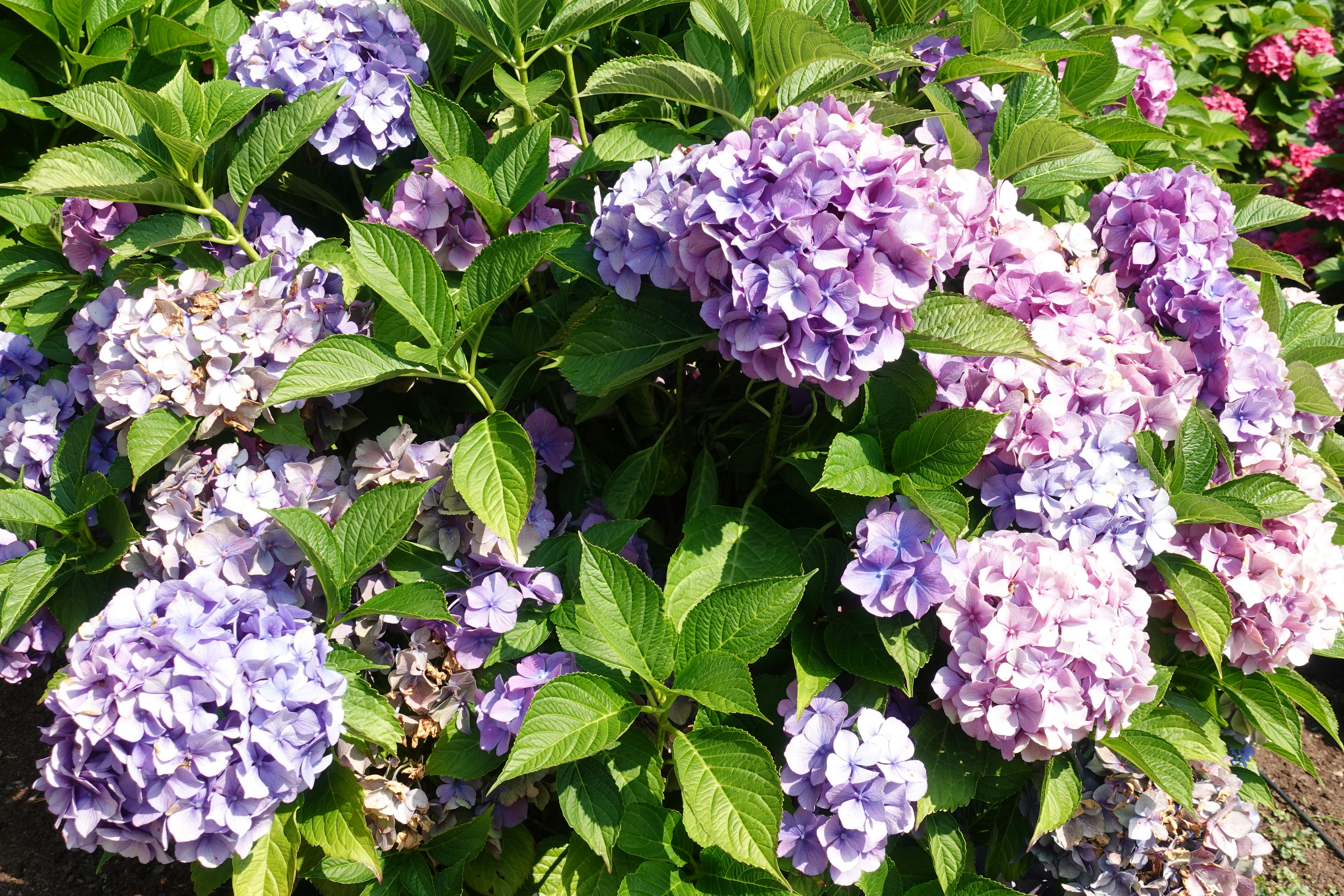 Lilla hortensia i full blomst