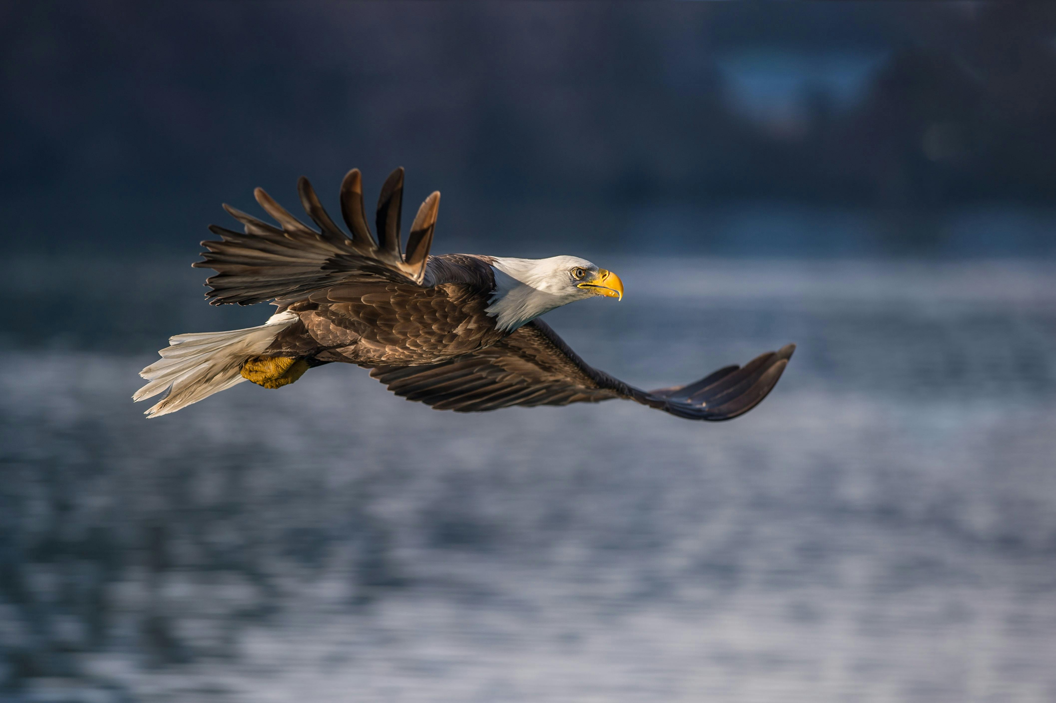 Fågelfotografering Fågelfotografering örn