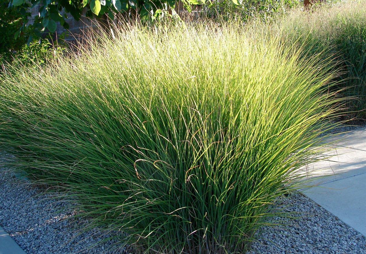 Fintstrået elefantgræs(Miscanthus sinensis 'Gracillimus')