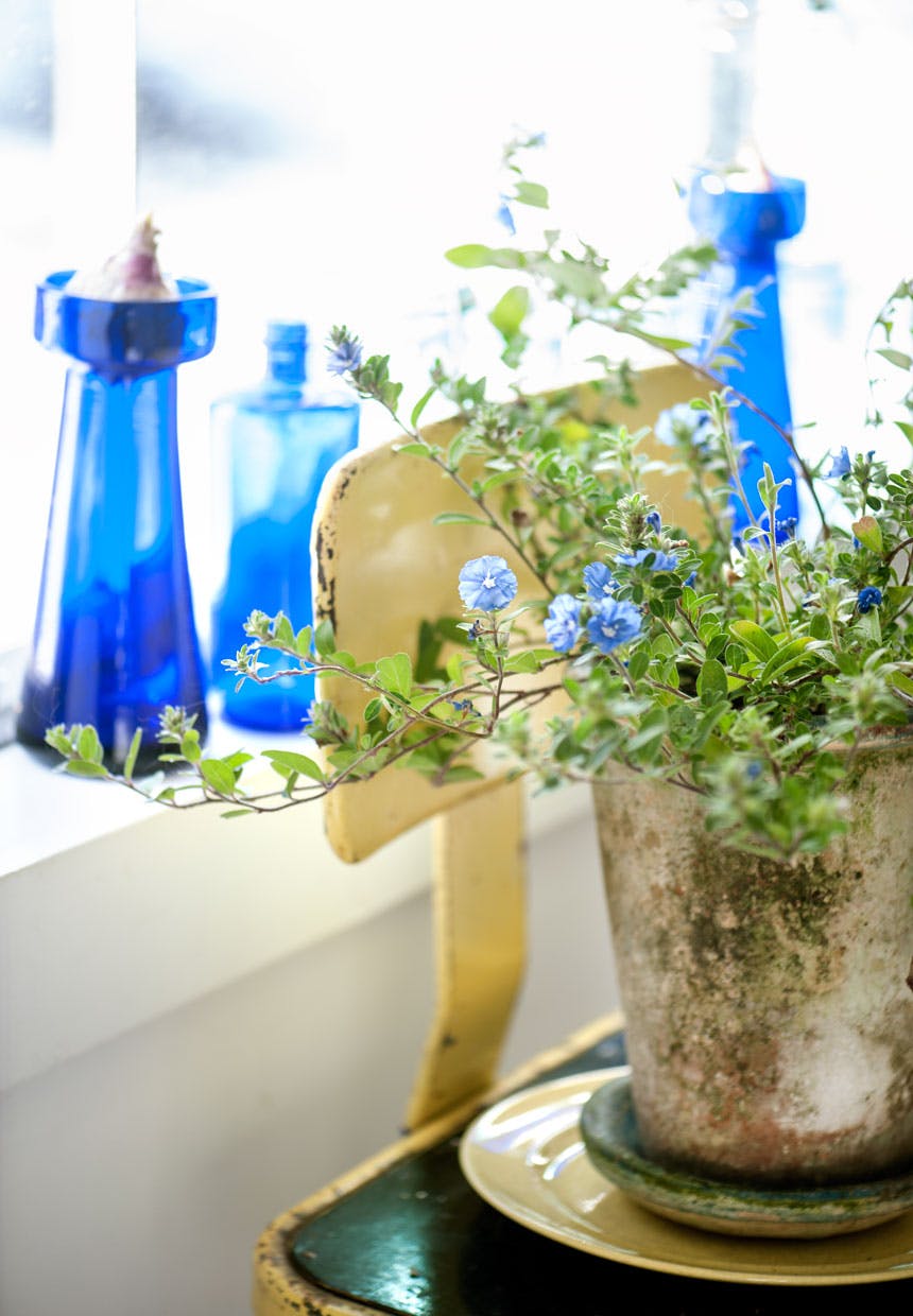 Evolvulus Stueplante med smukke blå blomster