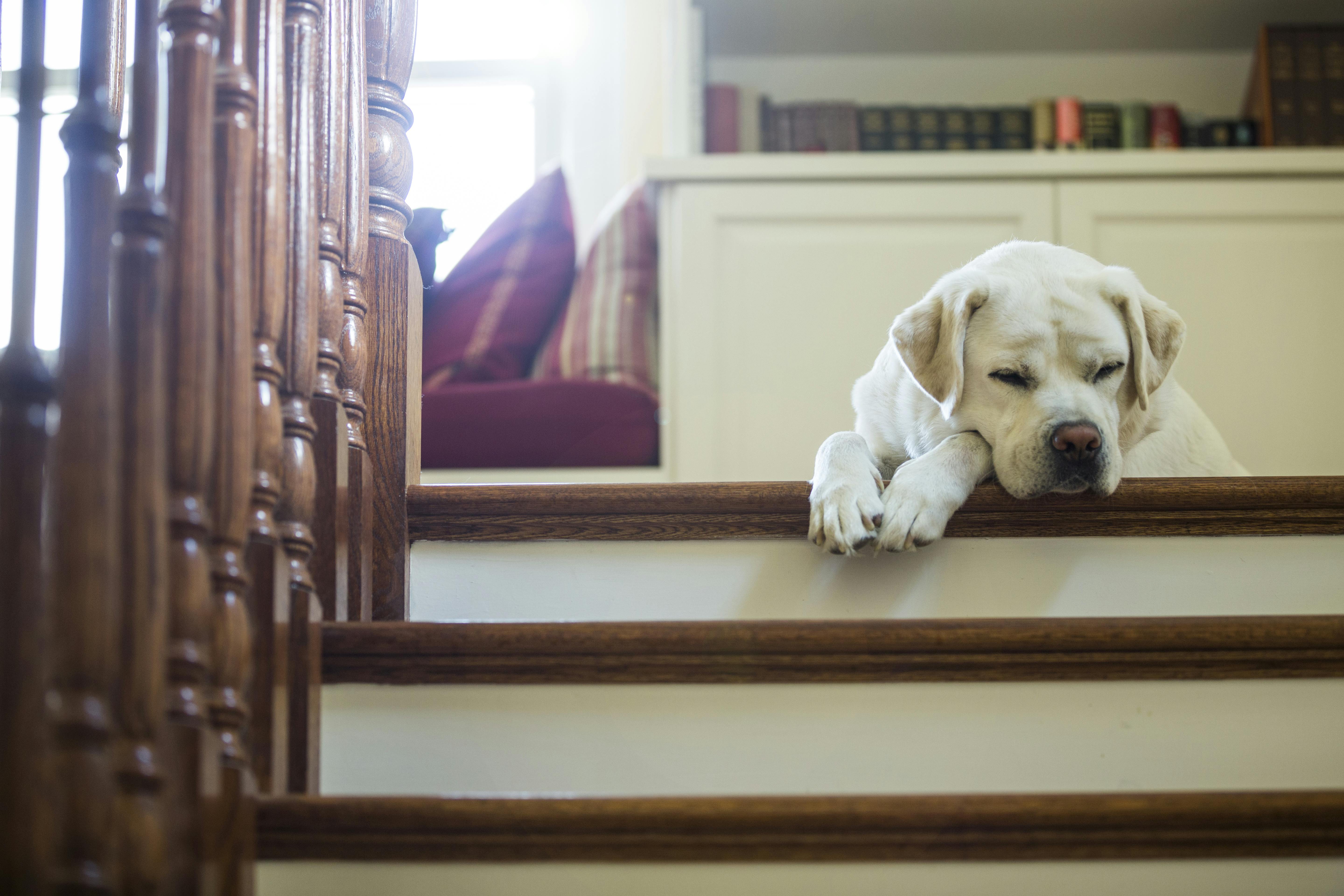 Ældre familiehunde og hundehvalpe er ikke et godt match, hvis du bor i lejlighed og skal op og ned af trapper hver dag. Familiehund på trapper