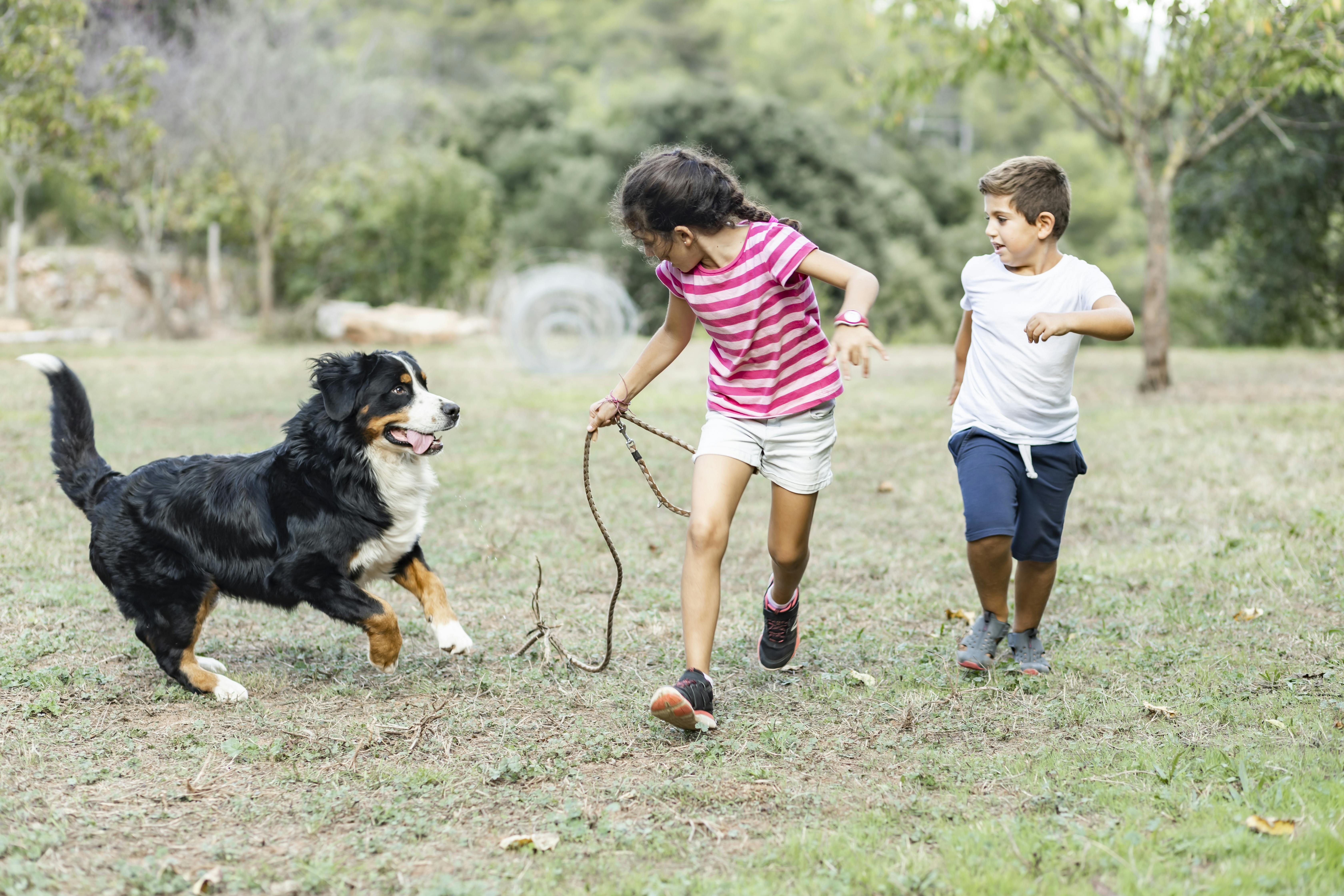 Det er vigtigt, at familiehunden får en tryg og rar tilknytning til hele dens nye familie. Familiehund og børn