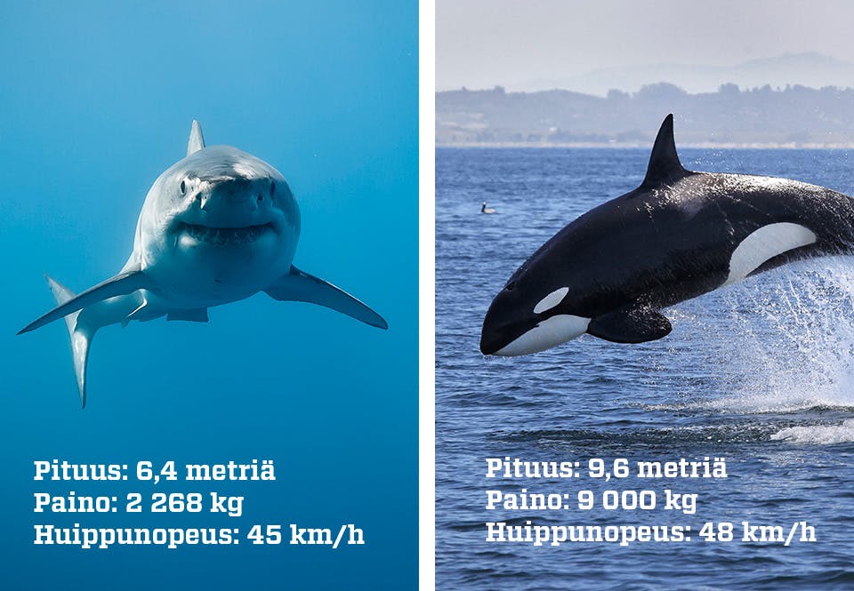 Hai vs Miekkavalas