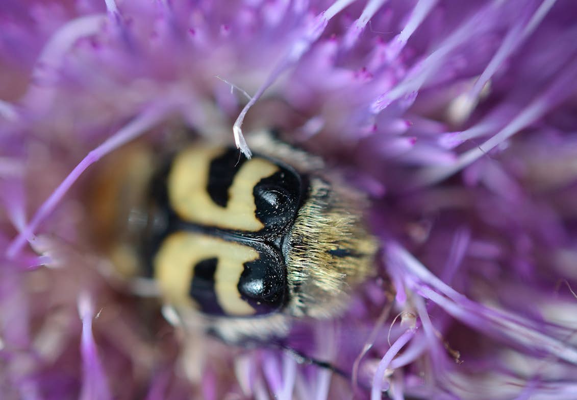 3 Tips Til Makro Digitalfoto Dk