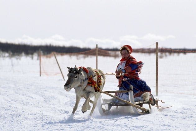 Sami with reindeer sled
