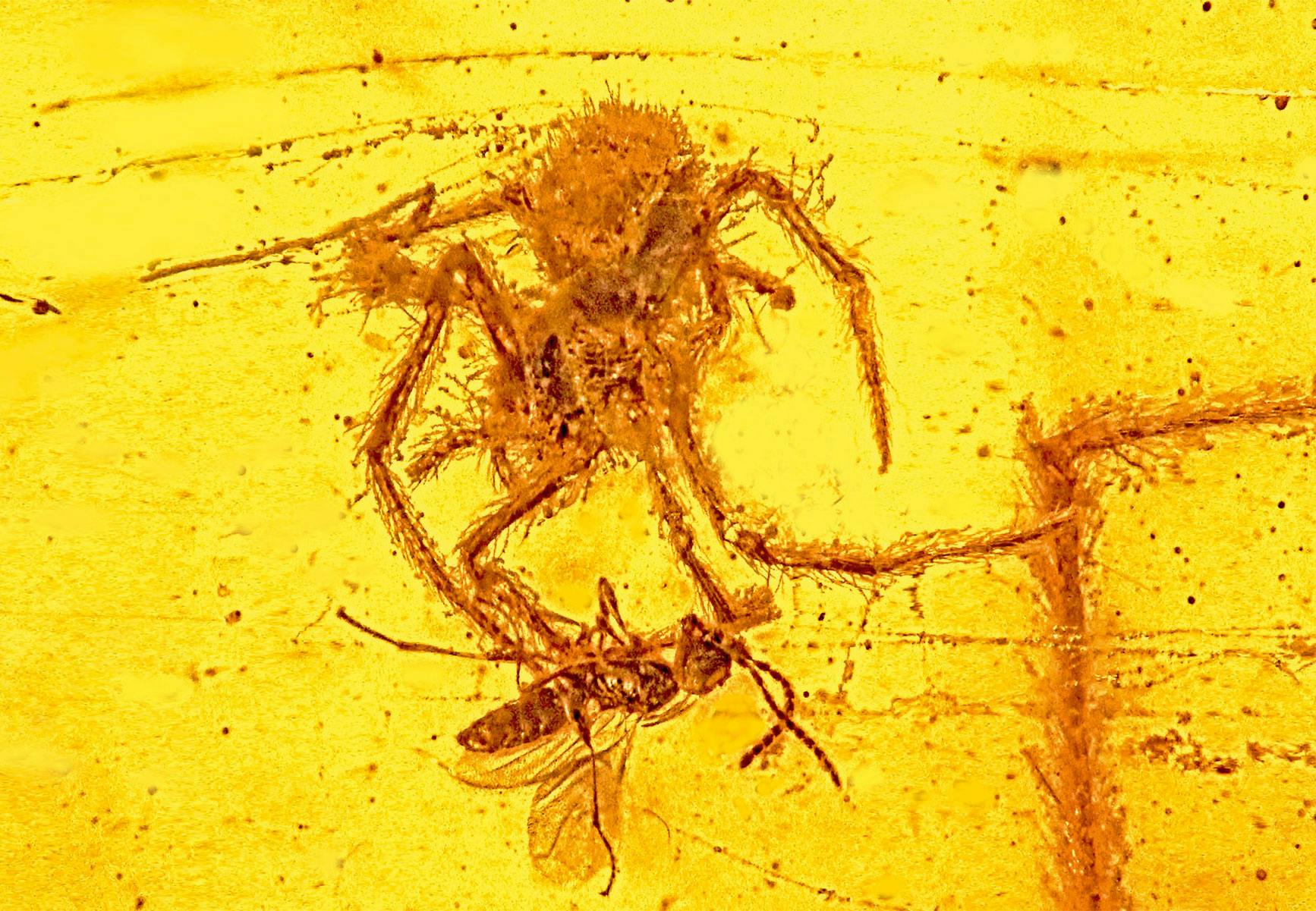 17/2014 Spider and wasp