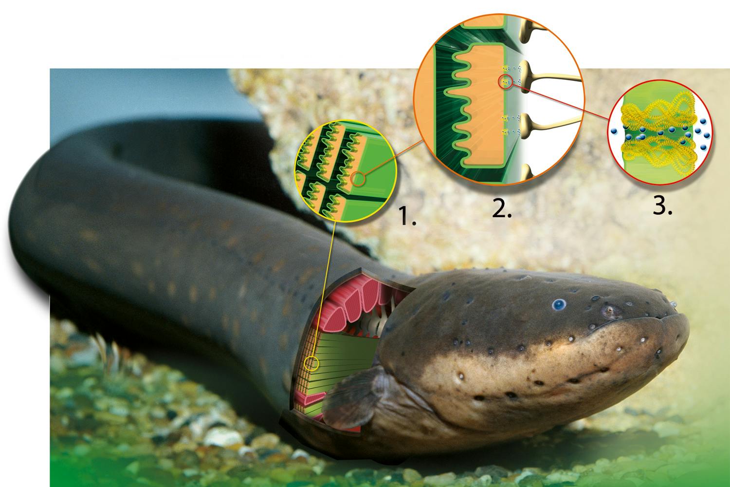 electric eel diagram