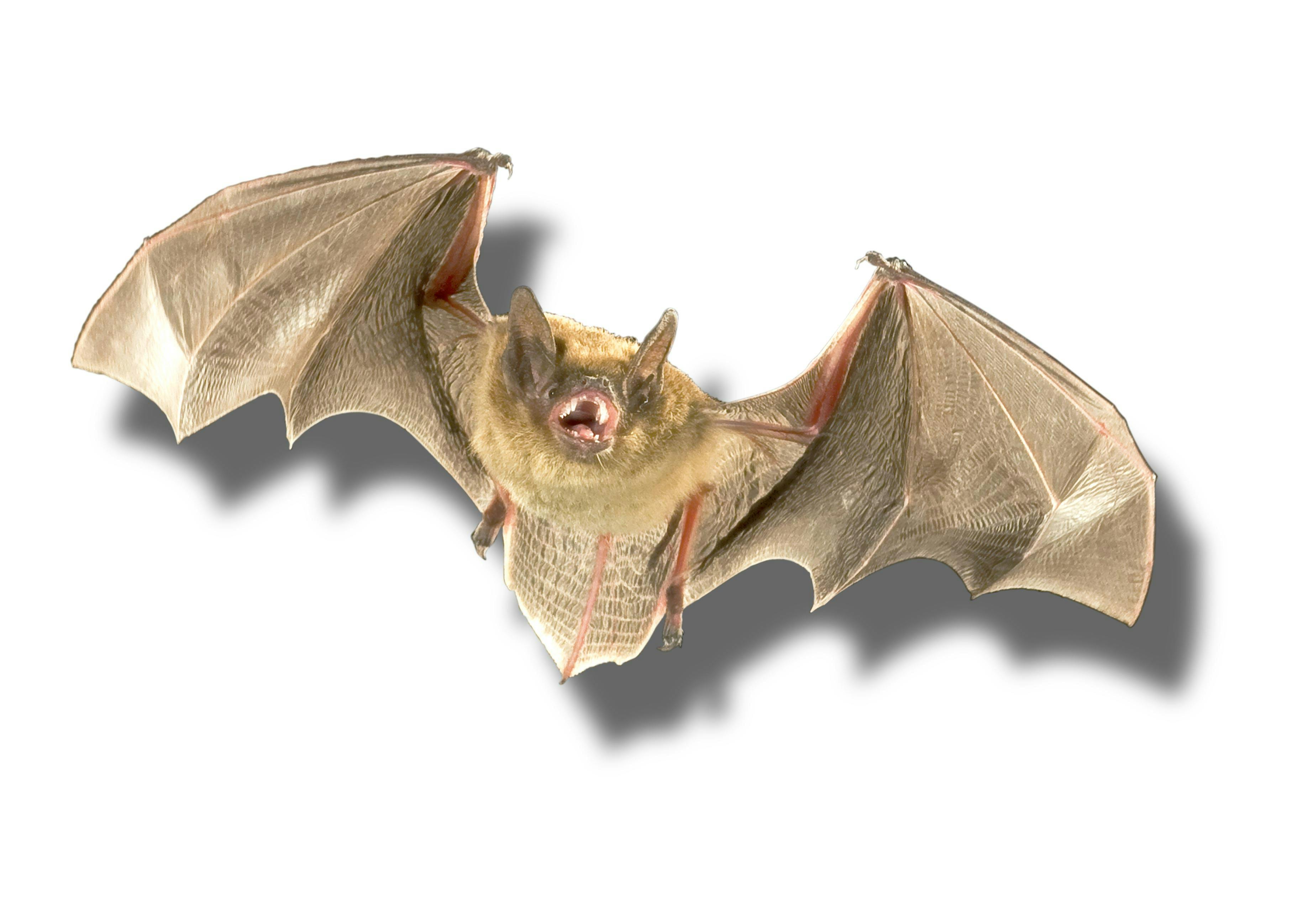 Bat