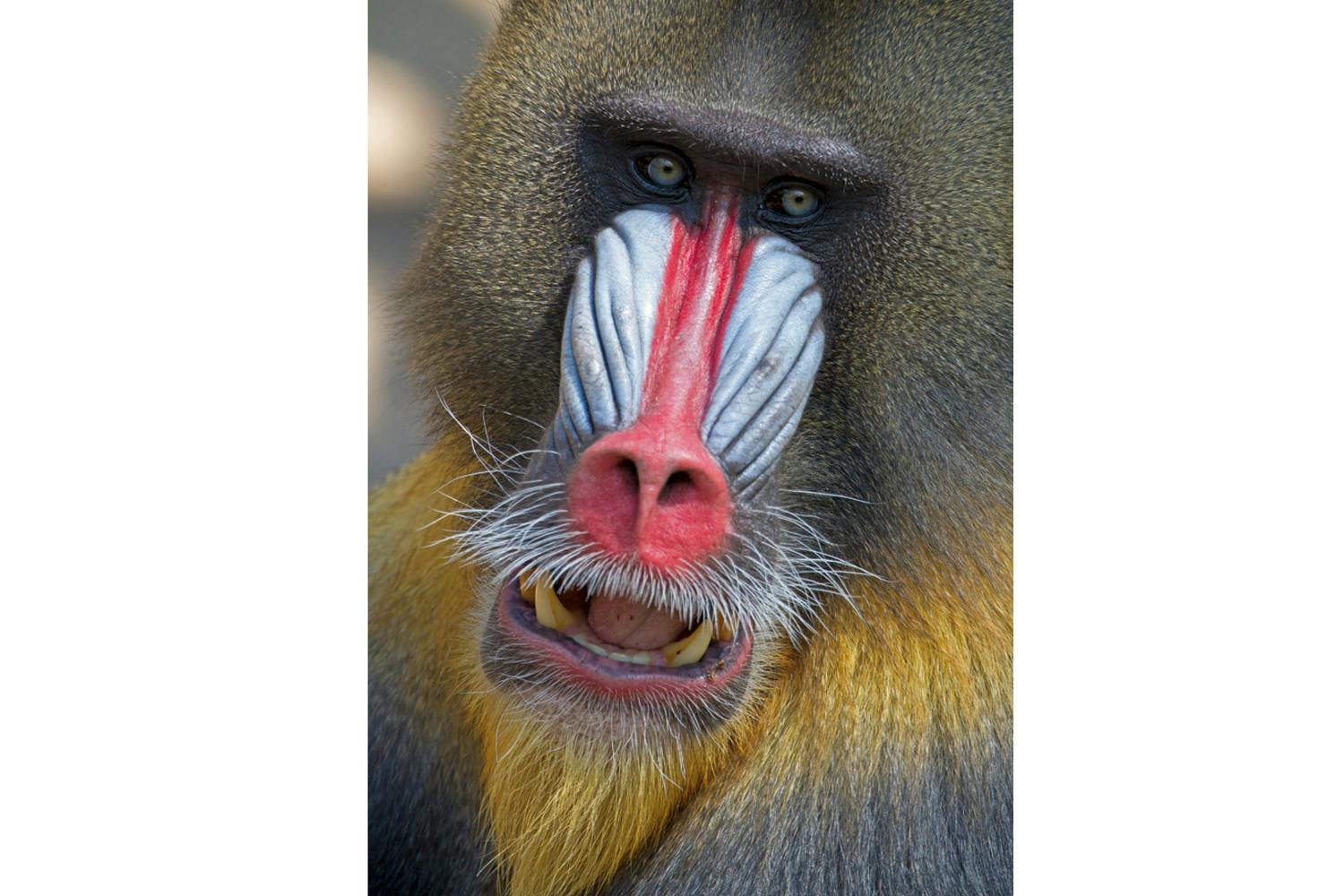 Mandrill