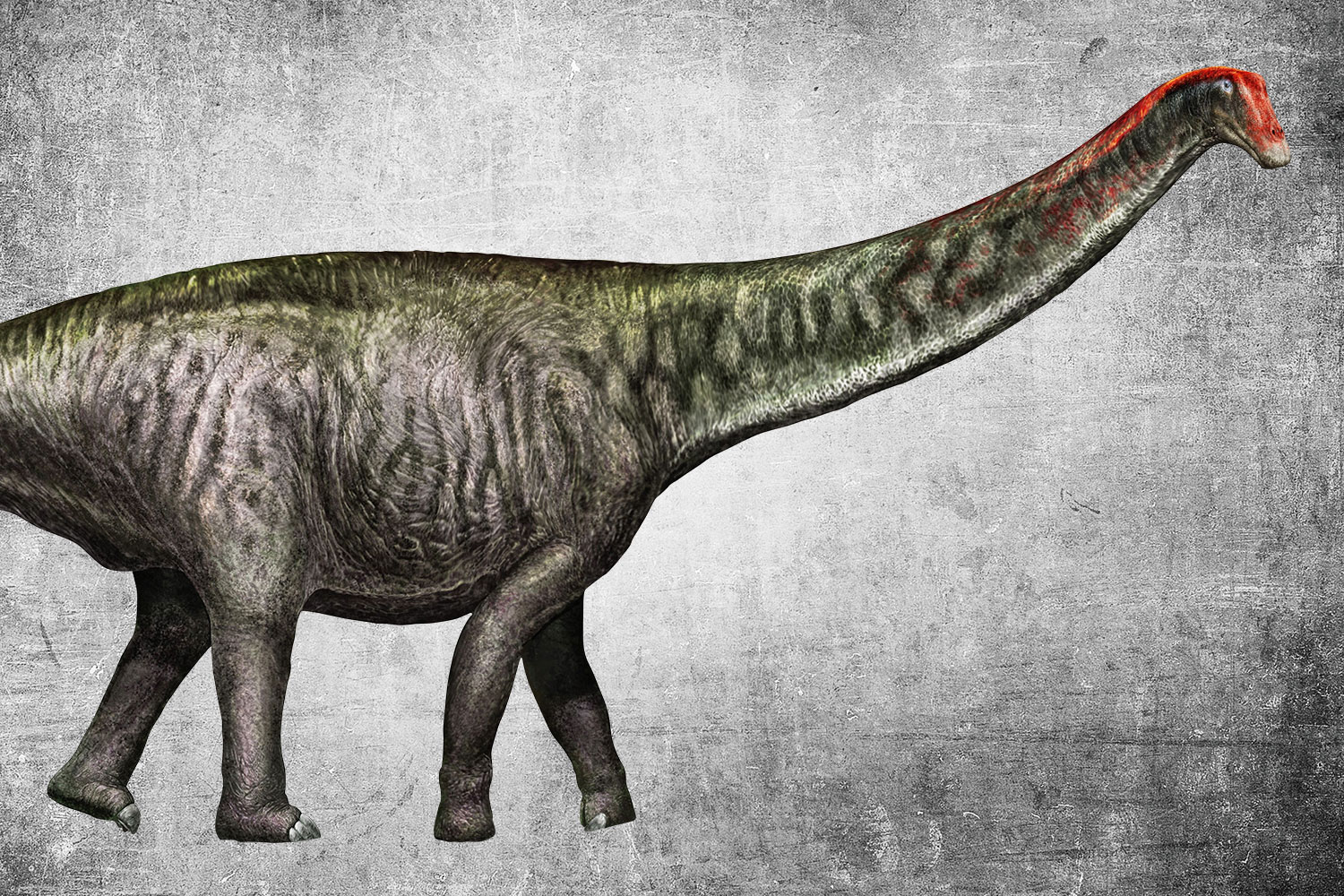 Brontosaurus g\u00f6r comeback  Illvet.se