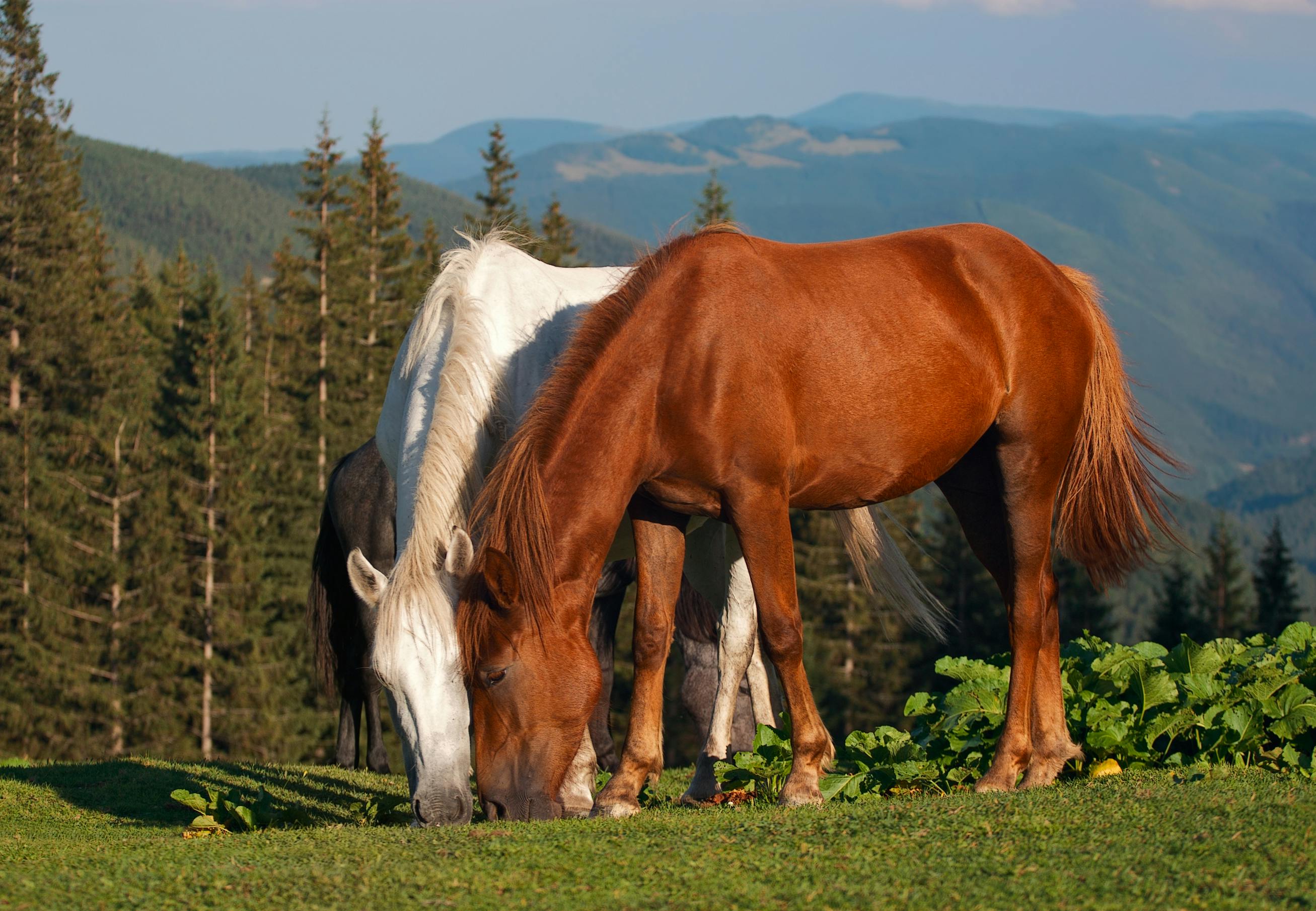Horses in nature
