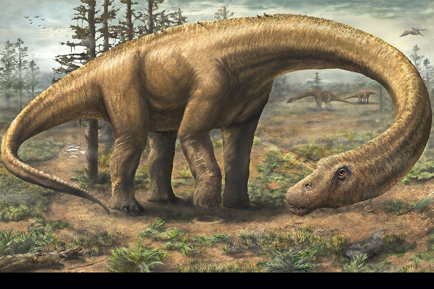 Dinosaurie  Dreadnoughtus var en j\u00e4tte bredvid T. rex  Illvet.se