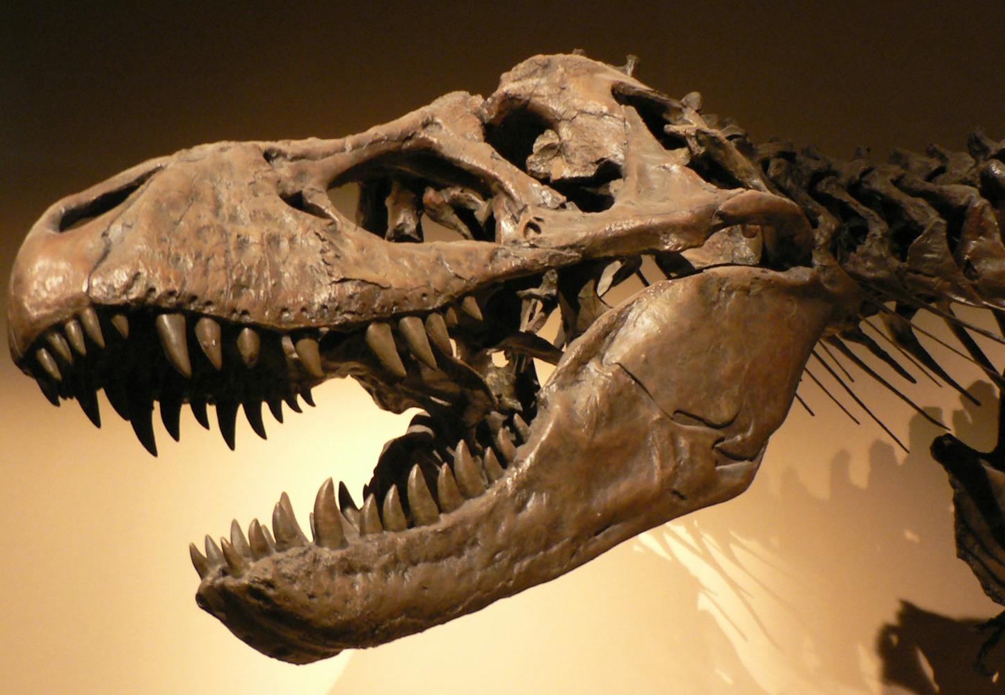 dinosaurier t rex top