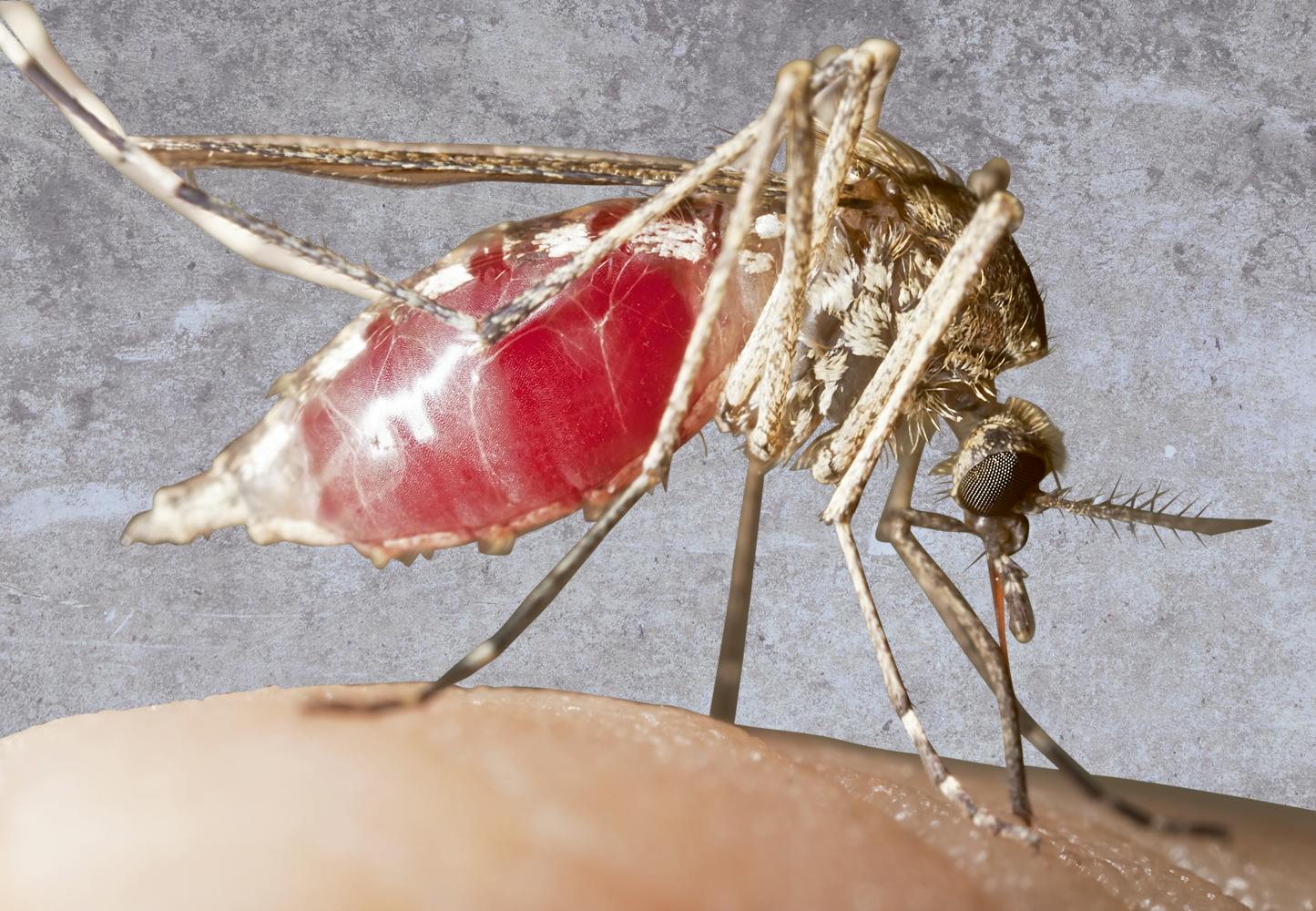 Mosquito 16/2014