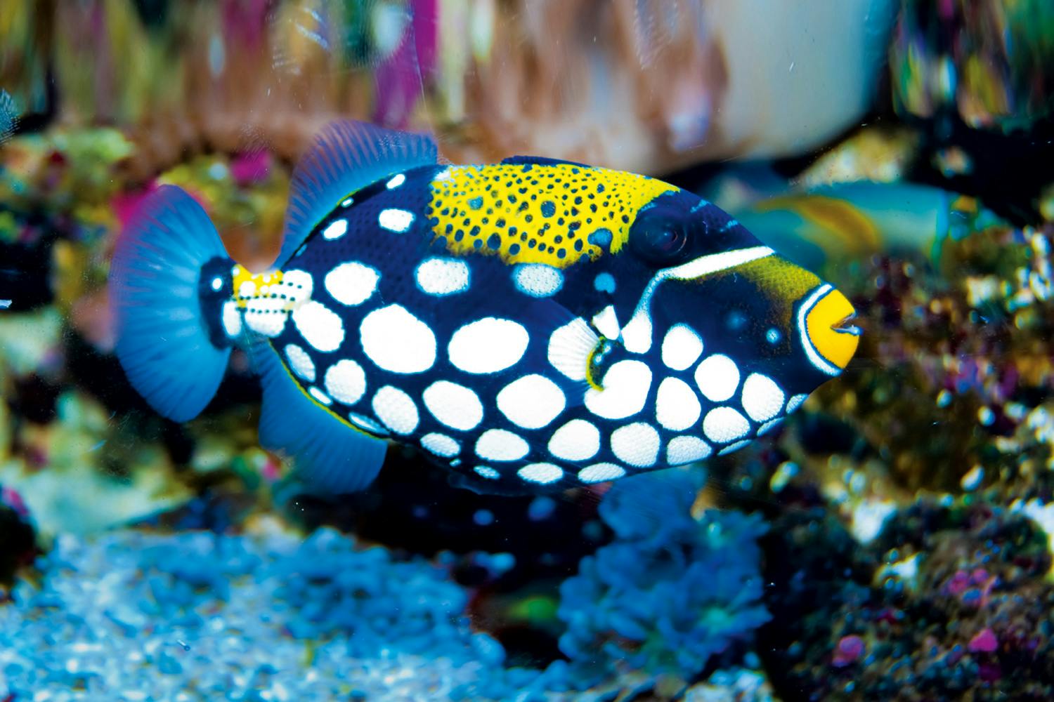 Clown triggerfish