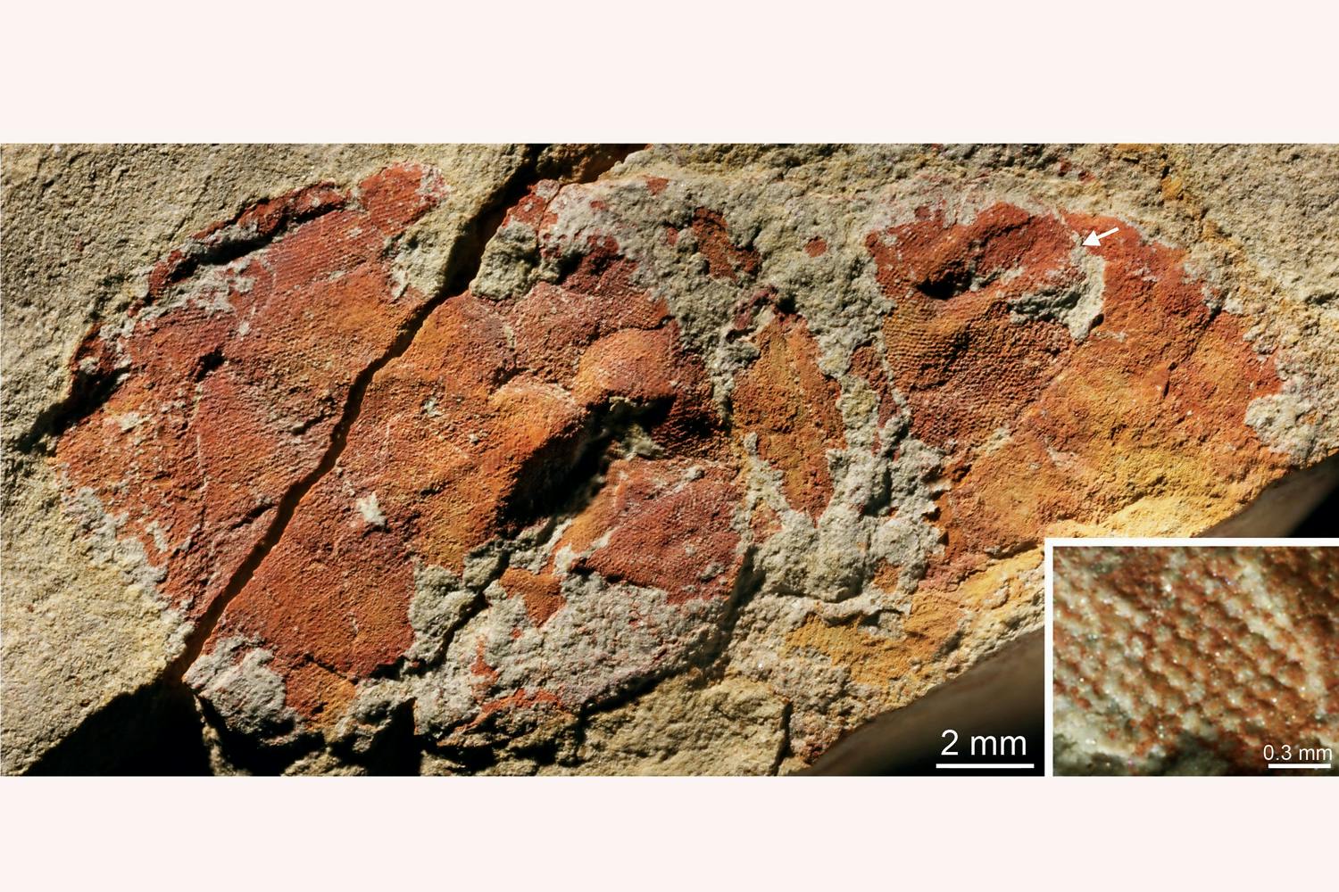 Anomalicaris fossil eyes
