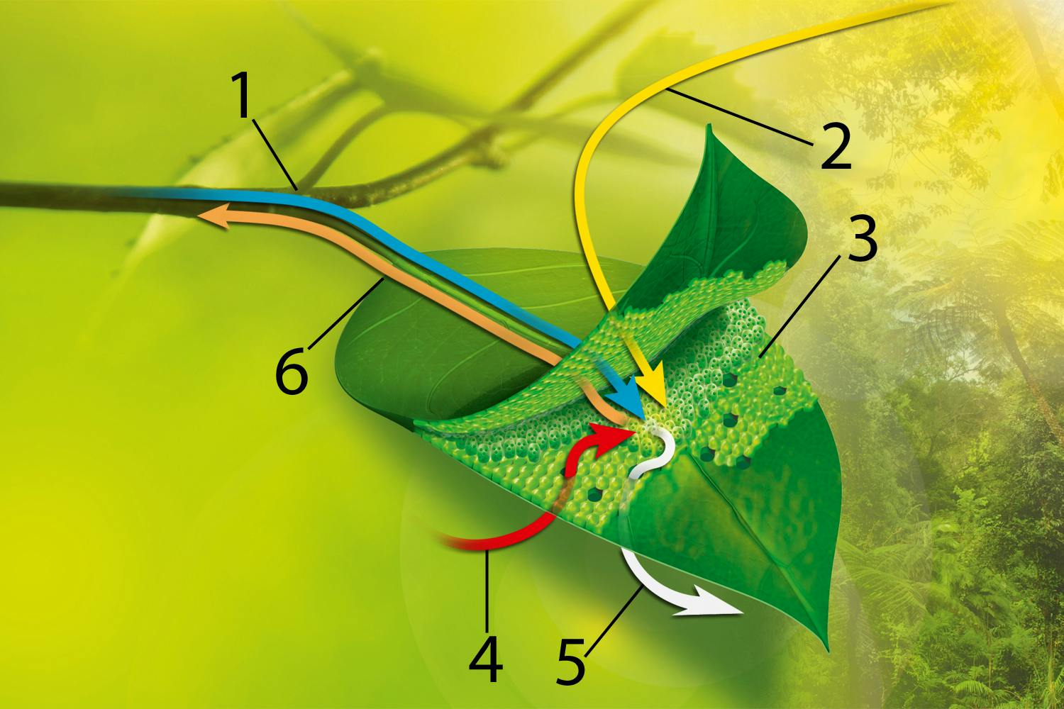 Photosynthesis