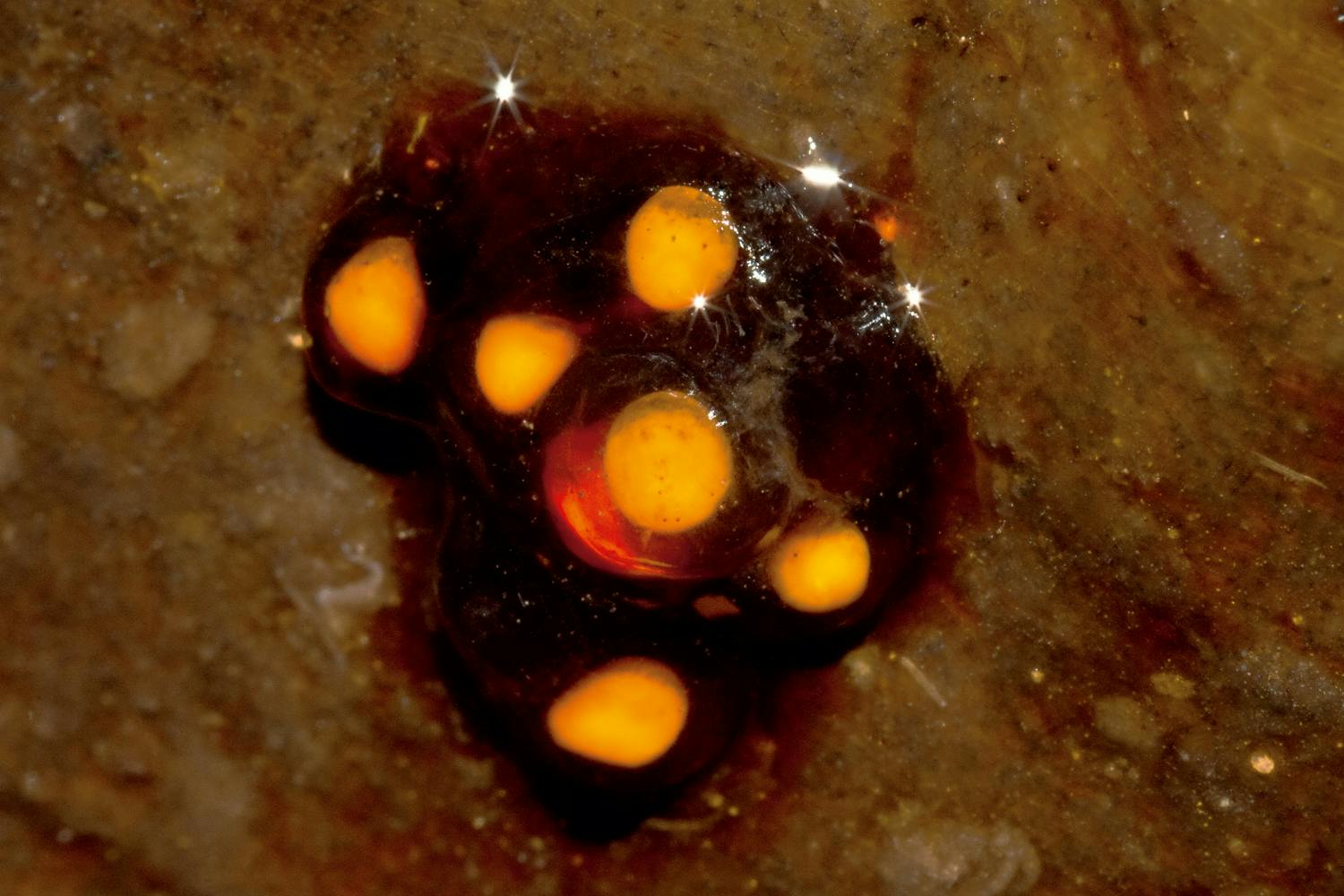 Eggs from Blommersia angolafa.
