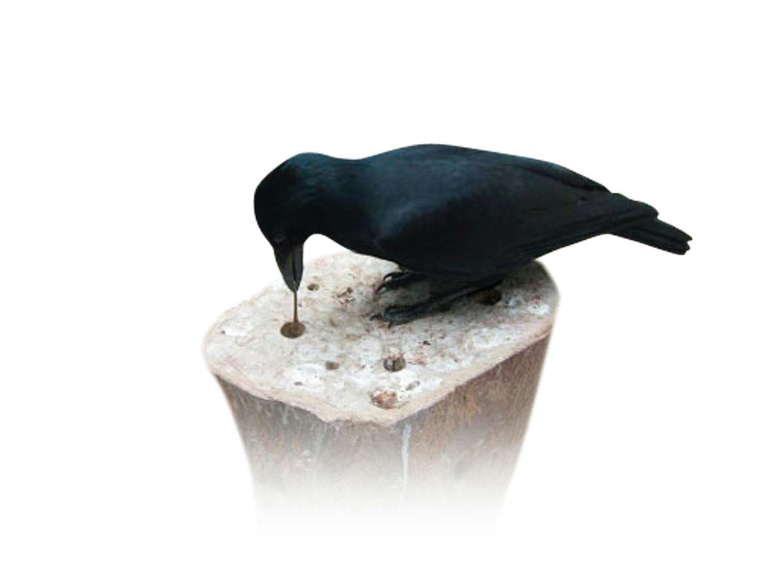 Crow looking for food