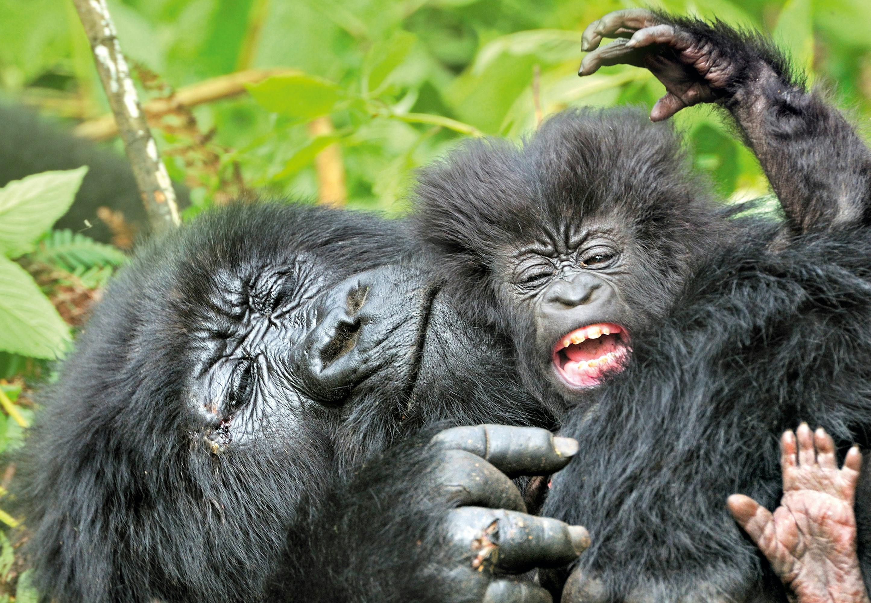 koko gorilla