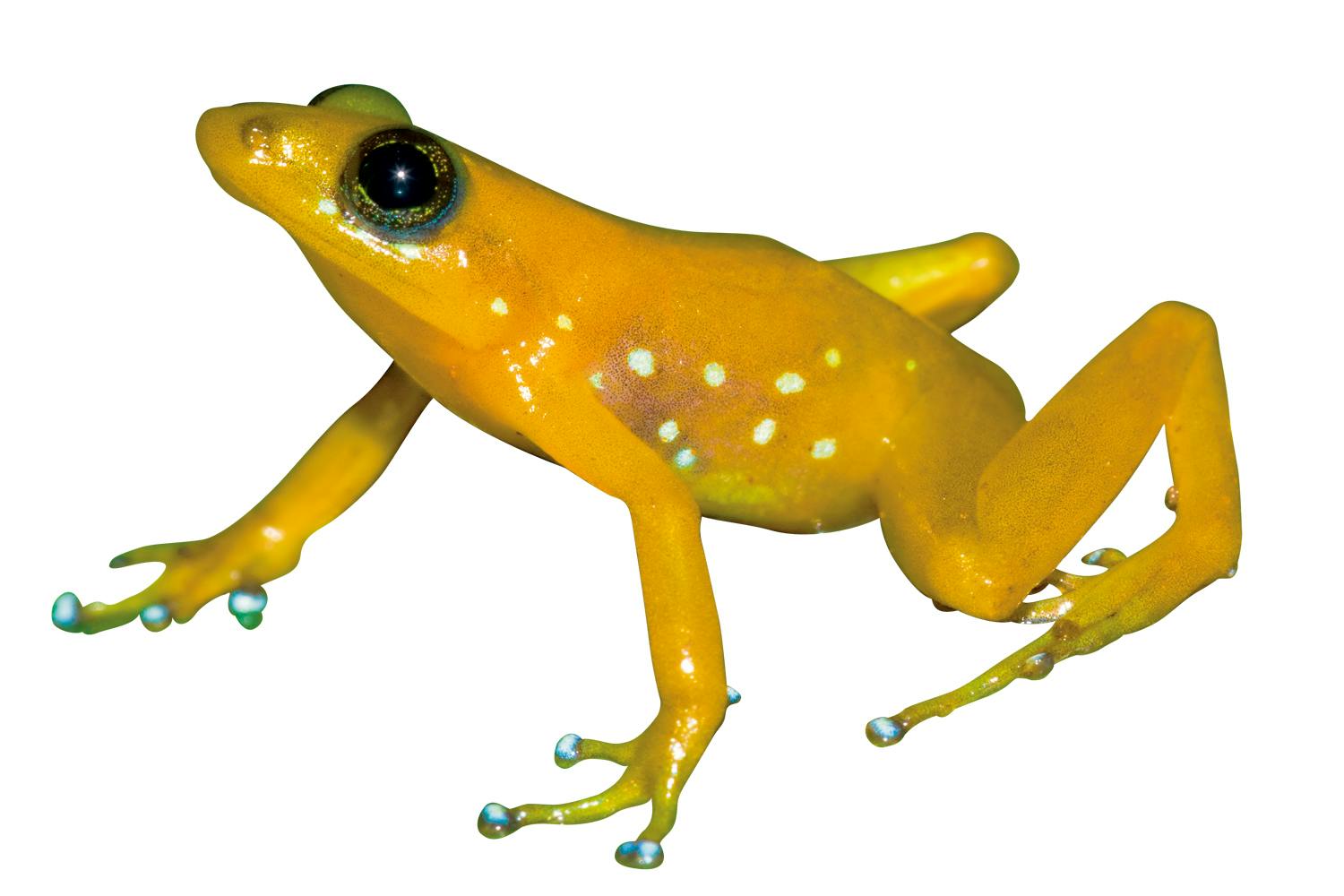 Male Blommersia angolafa.